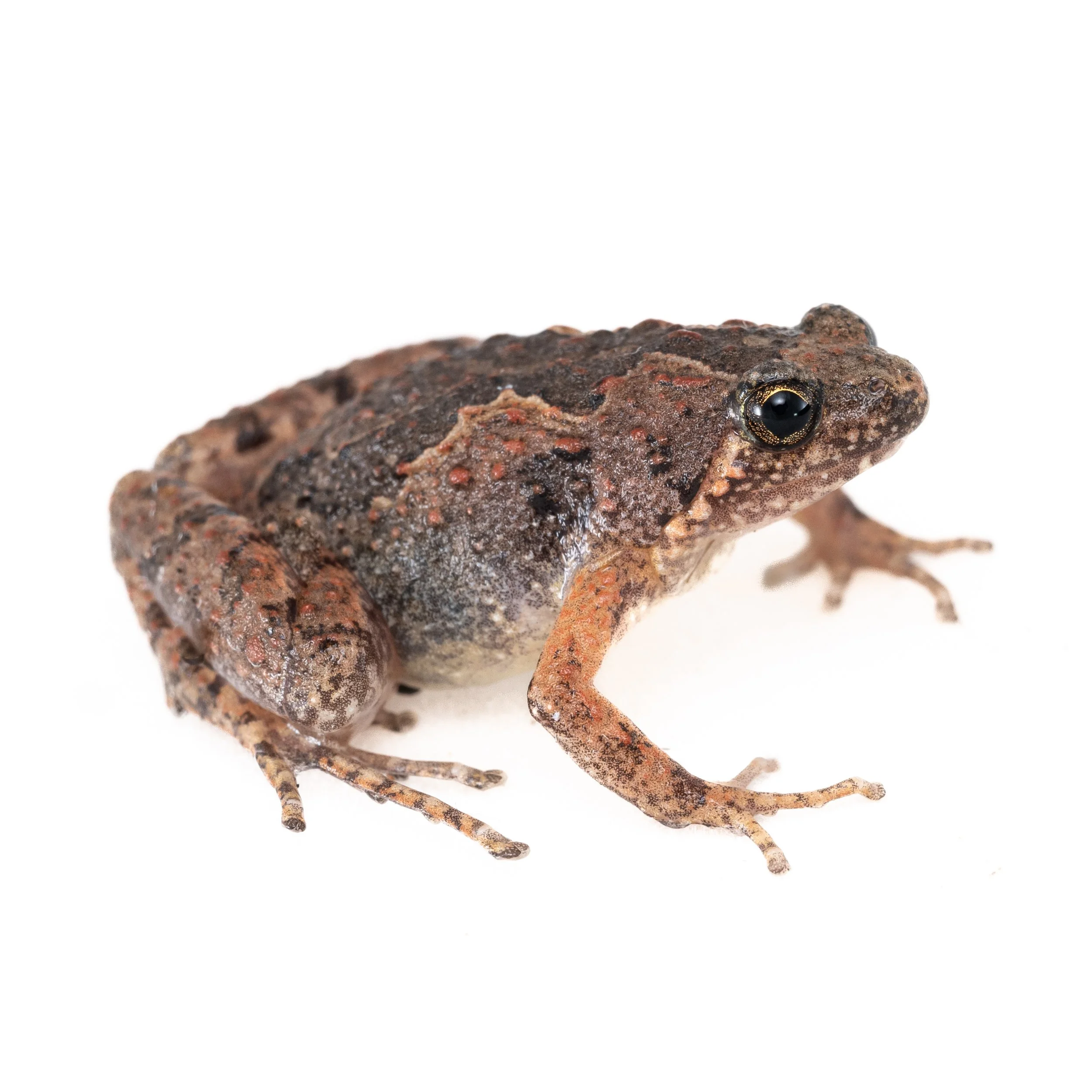 BUTLER'S PIGMY FROG