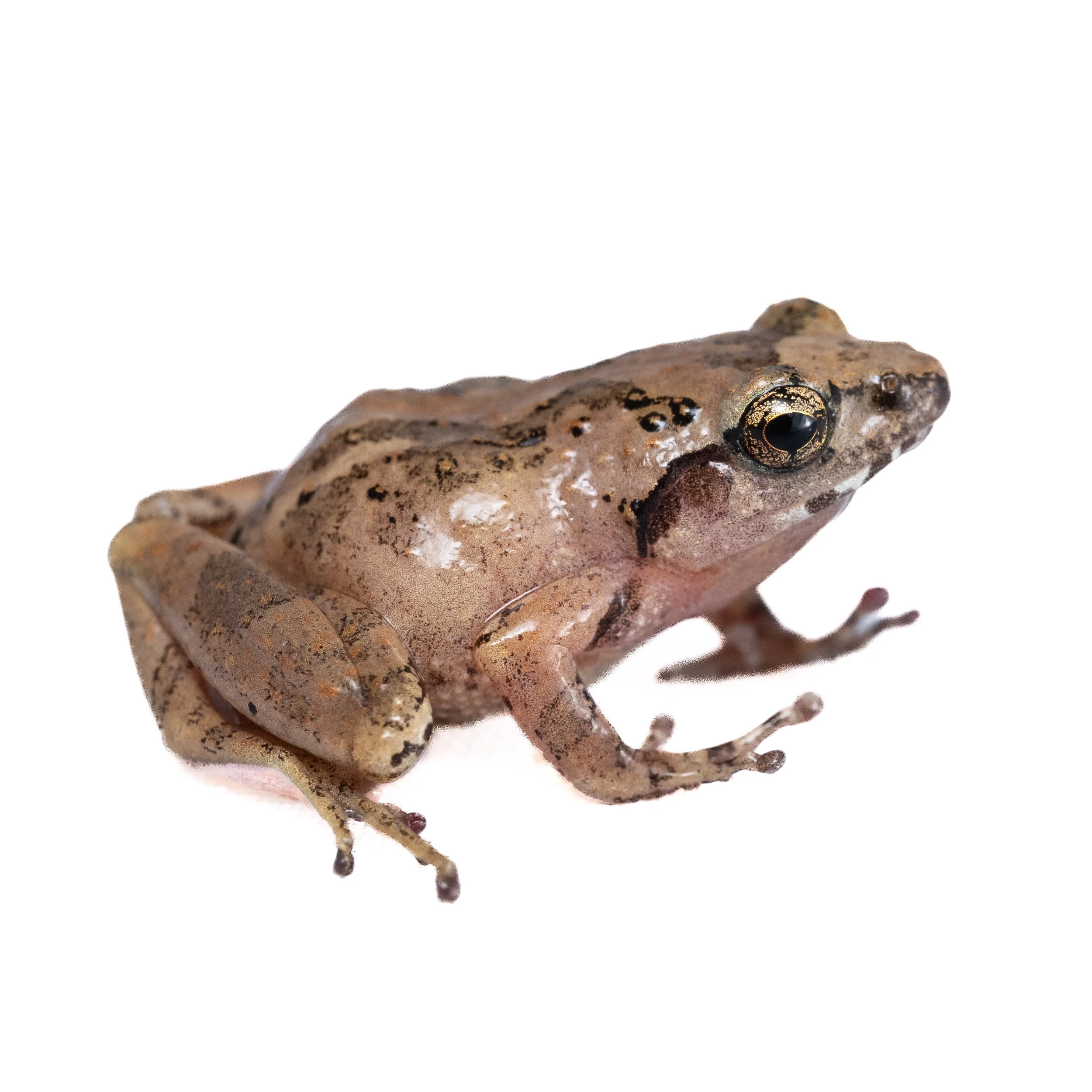 ROMER'S TREE FROG