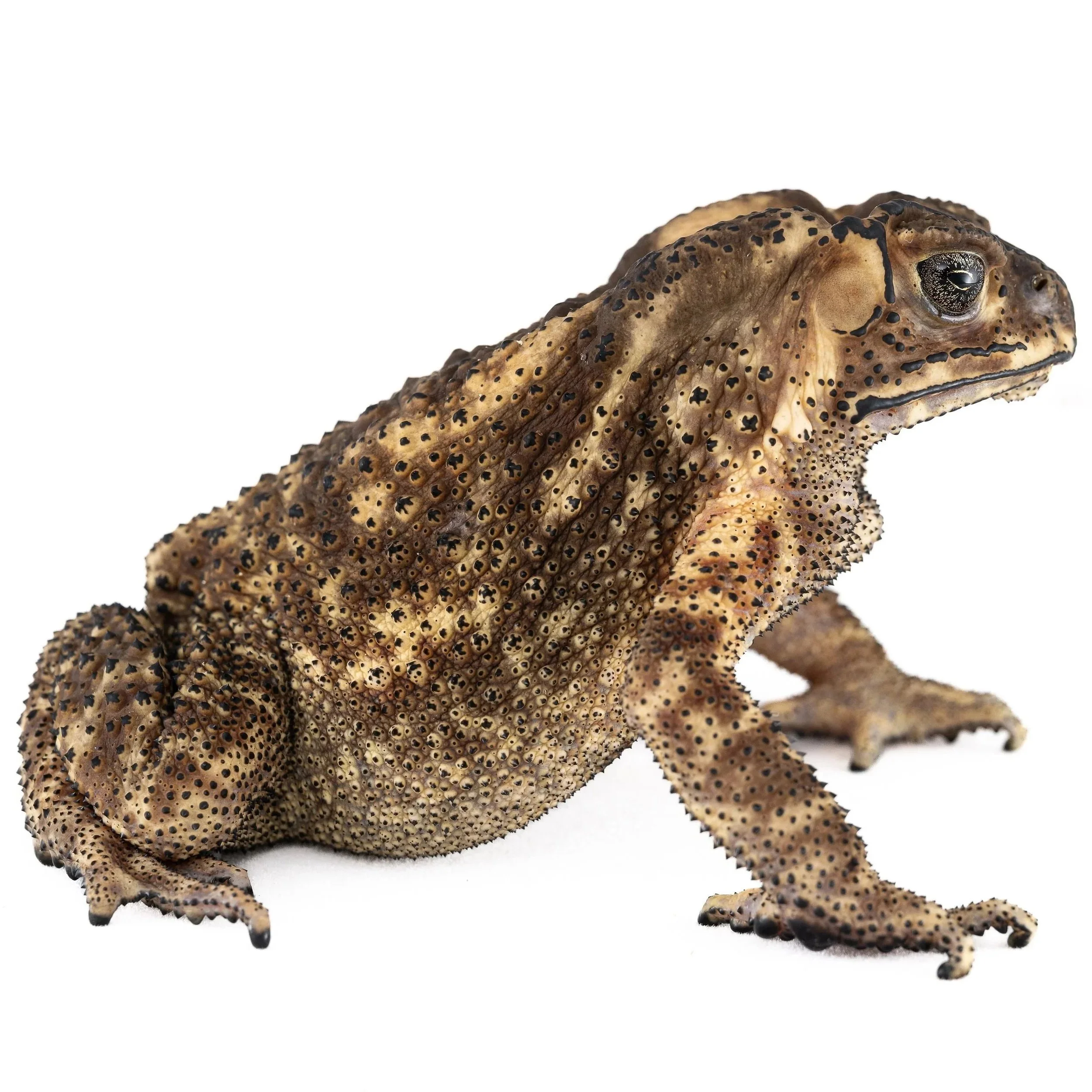 COMMON ASIAN TOAD