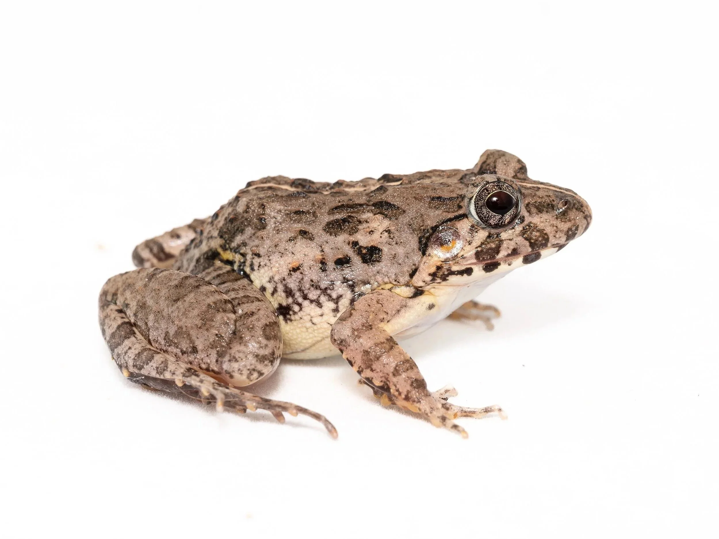 PADDY FROG