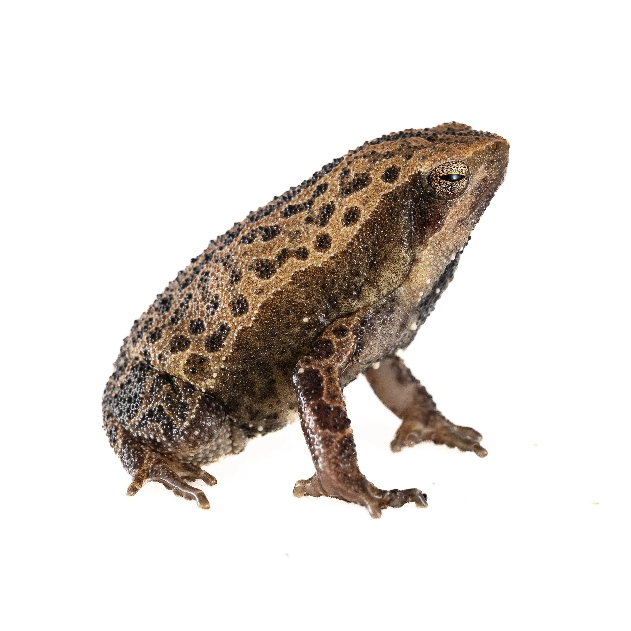 SPOTTED NARROW-MOUTHED FROG