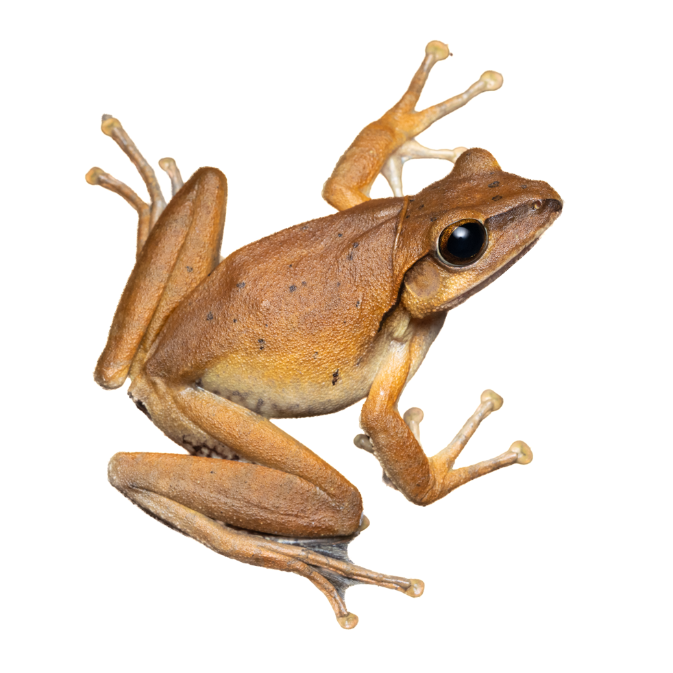 BROWN TREE FROG