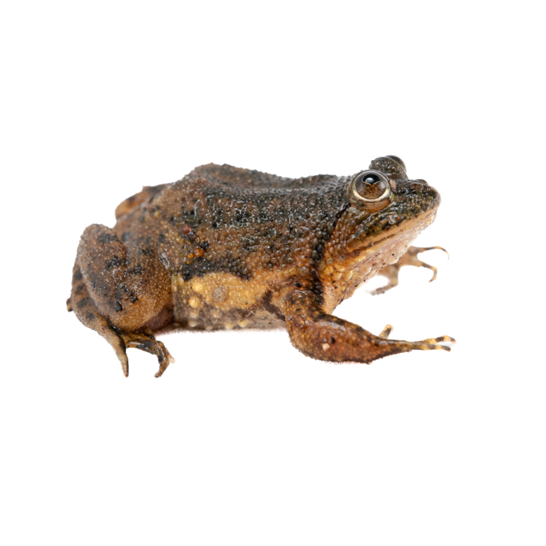 FLOATING FROG
