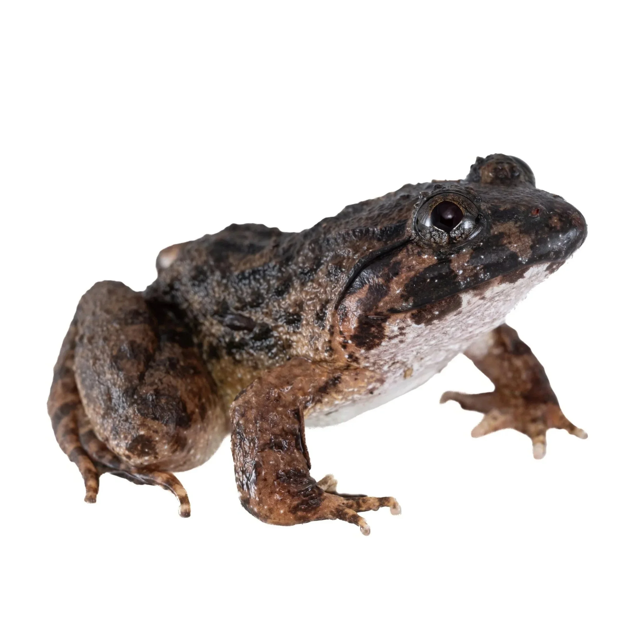BIG-HEADED FROG