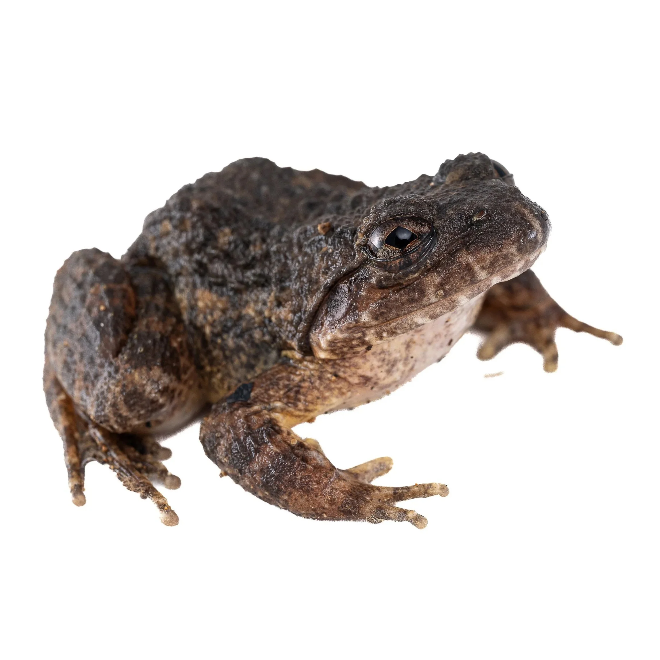 LESSER-SPINY FROG