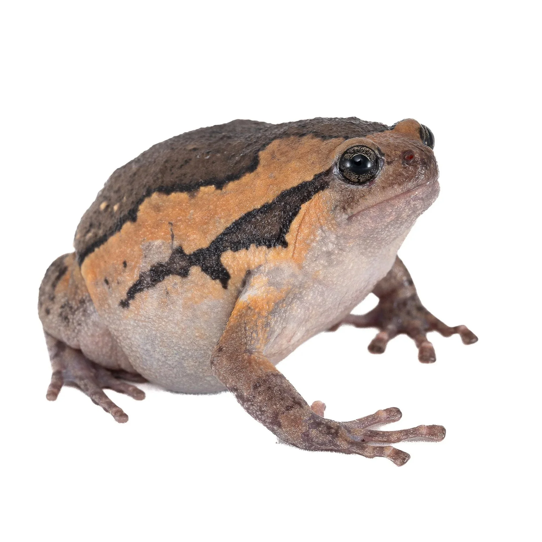 ASIATIC PAINTED FROG