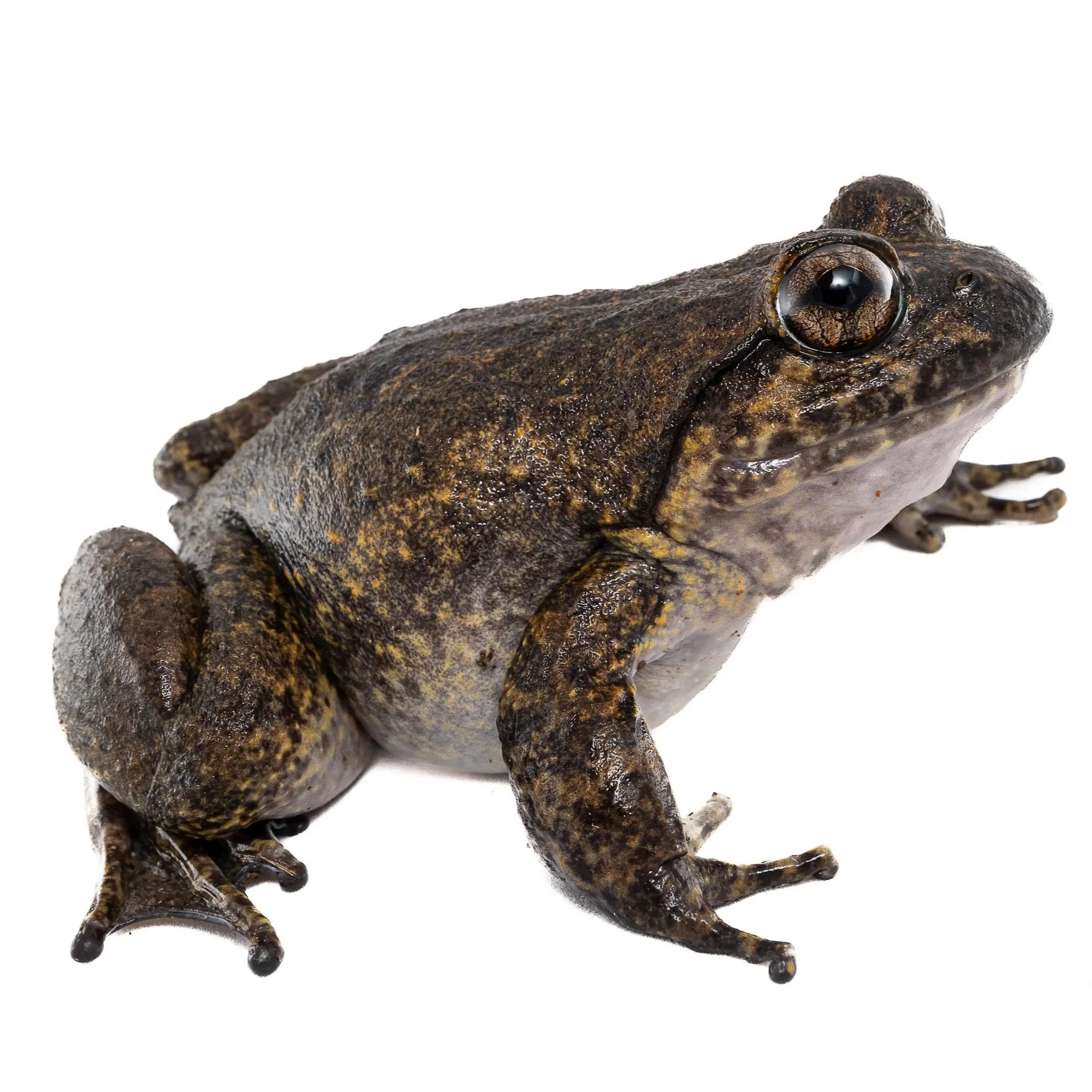 GIANT SPINY FROG