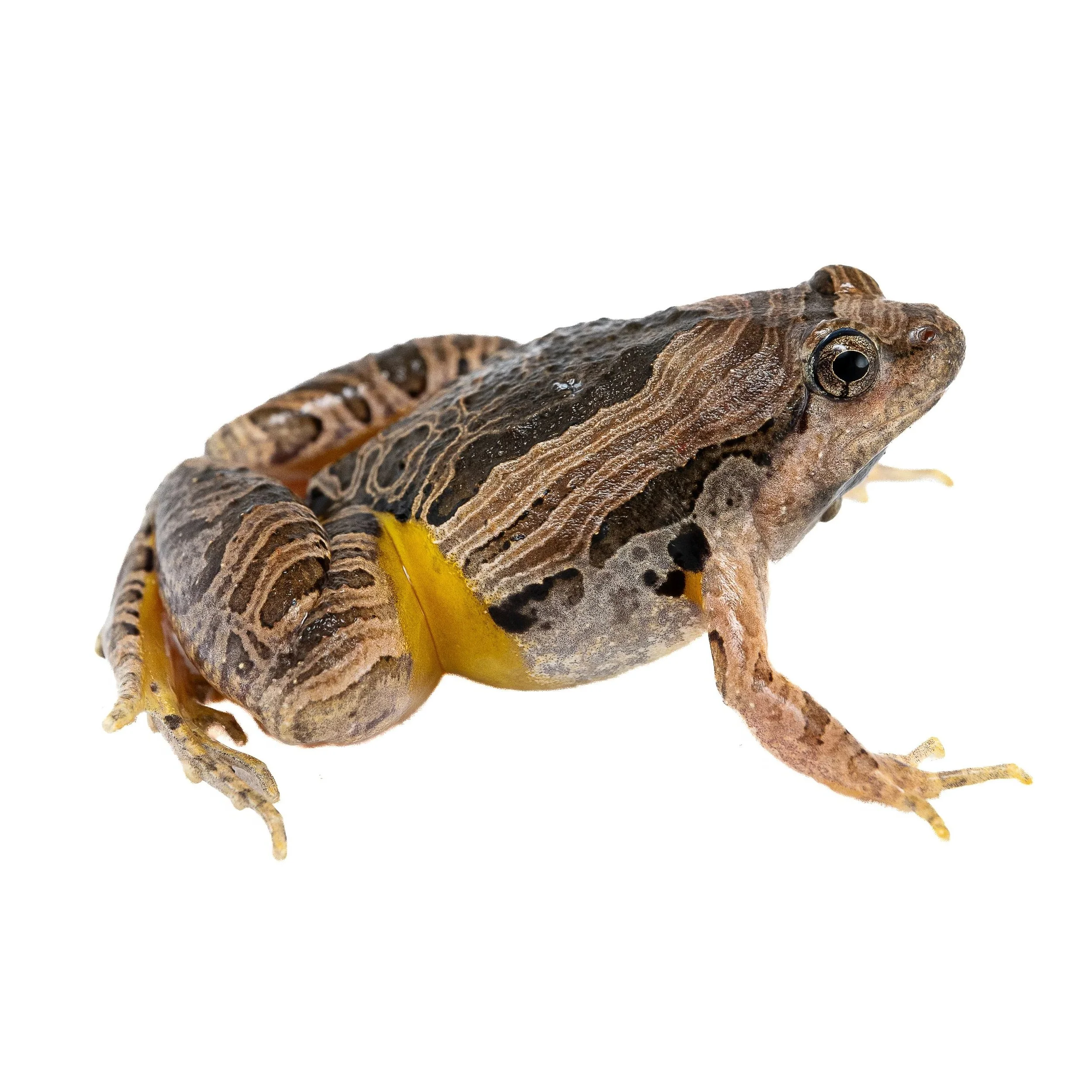 MARBLED PIGMY FROG