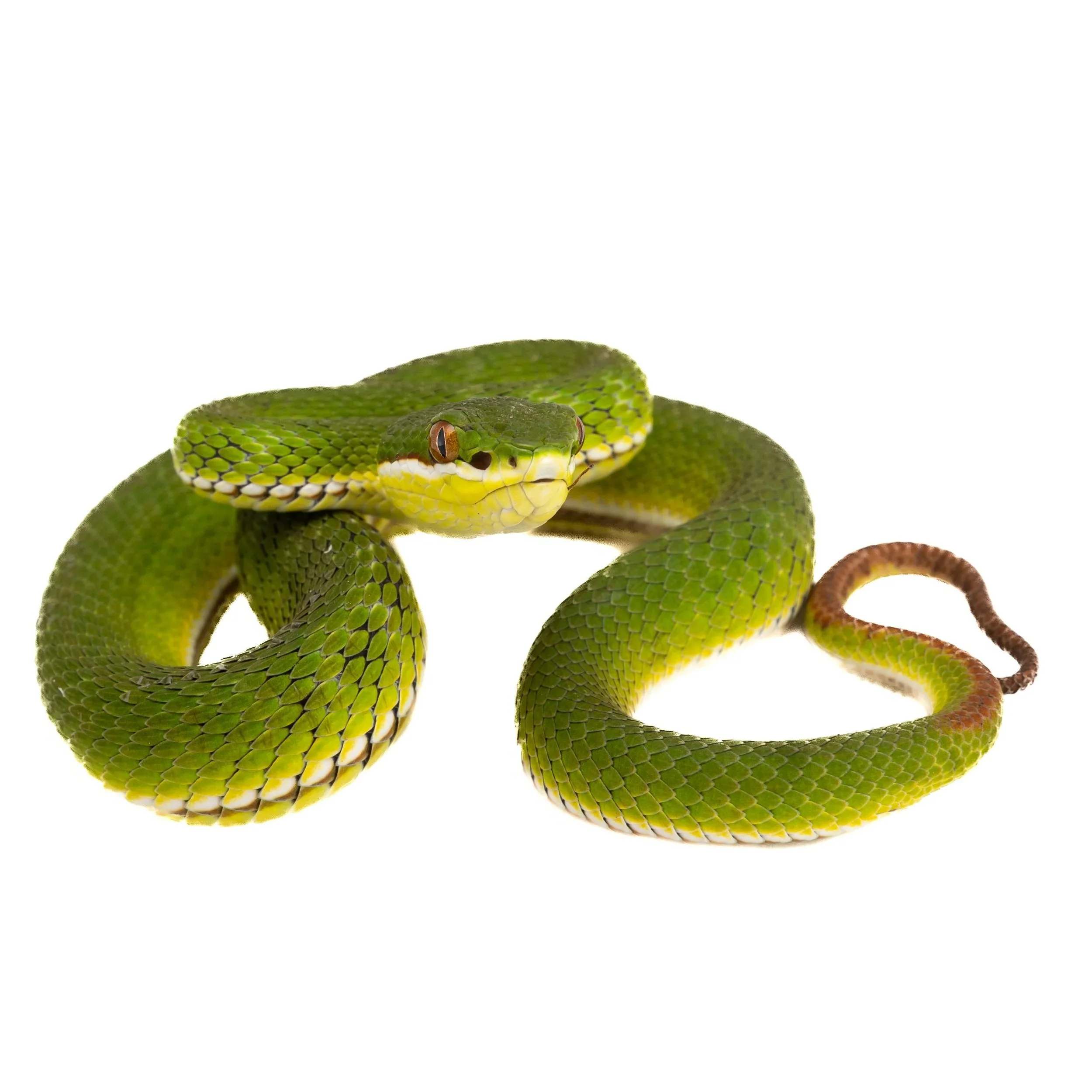 BAMBOO PIT VIPER
