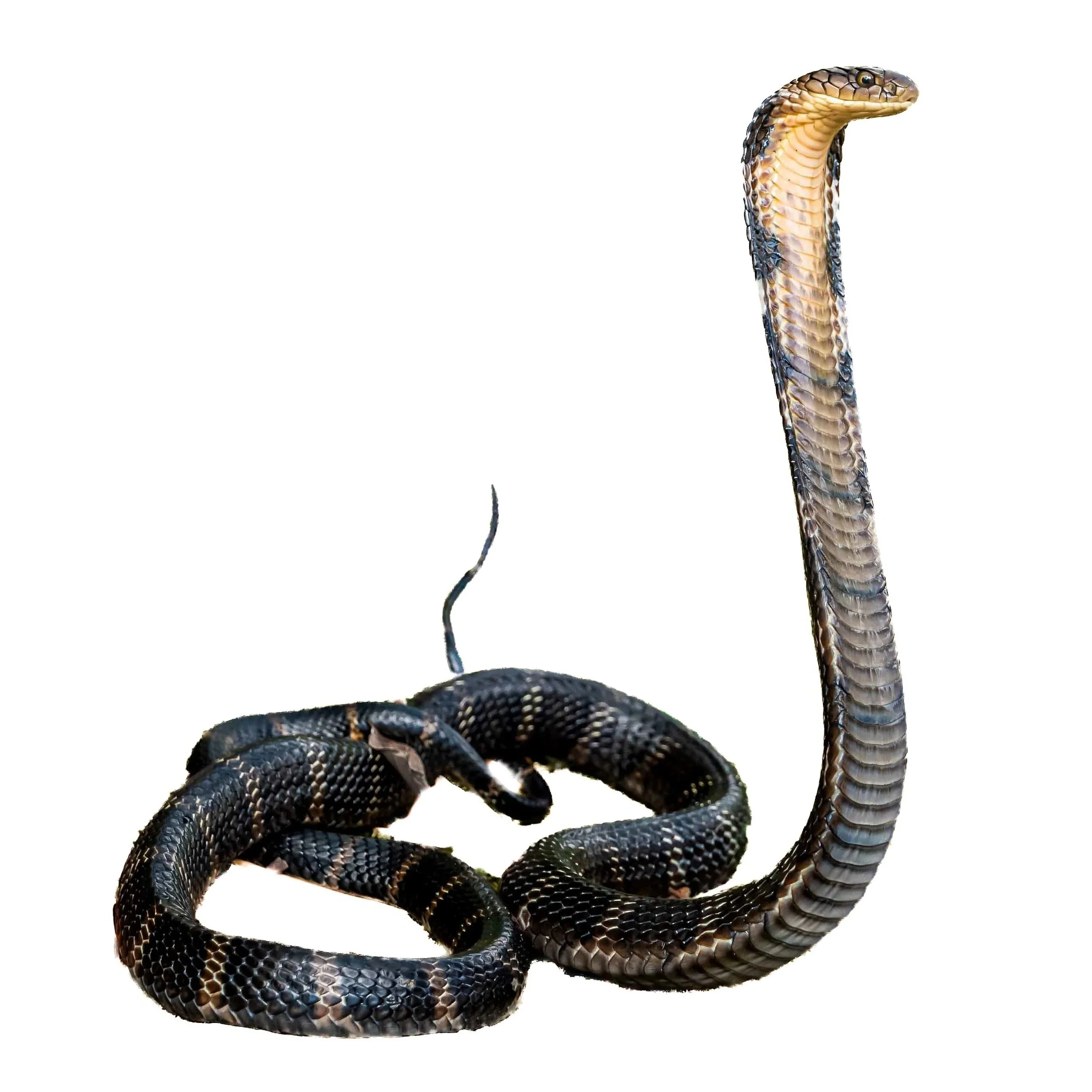 KING COBRA