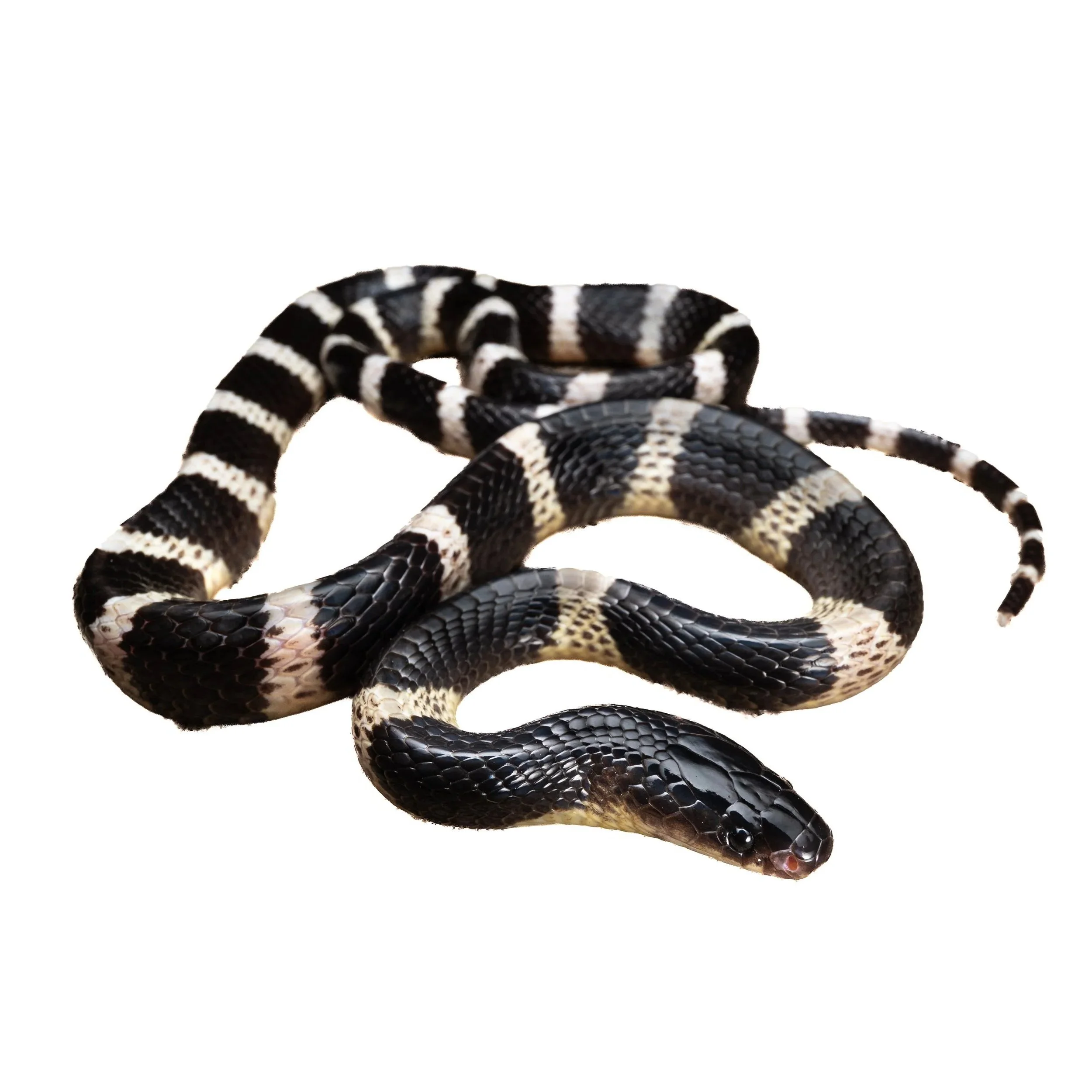 MANY-BANDED KRAIT
