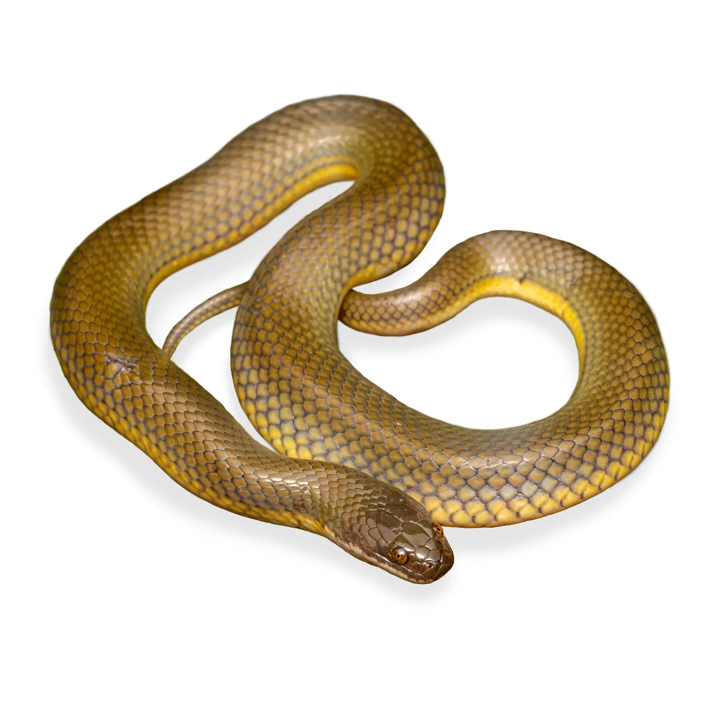 PLUMEOUS WATER SNAKE