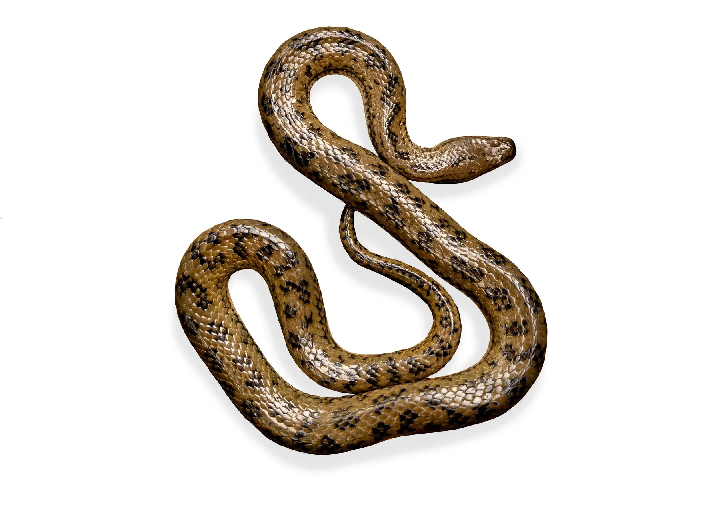 MANGROVE WATER SNAKE