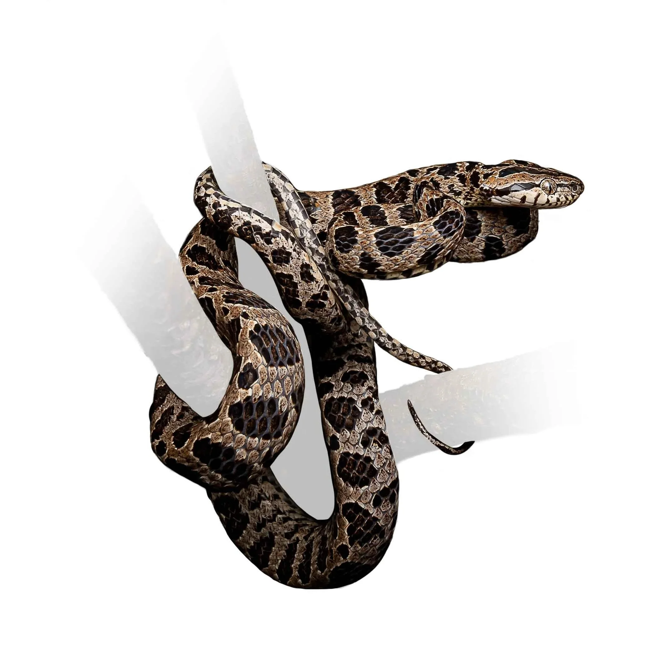 MANY-SPOTTED CAT SNAKE