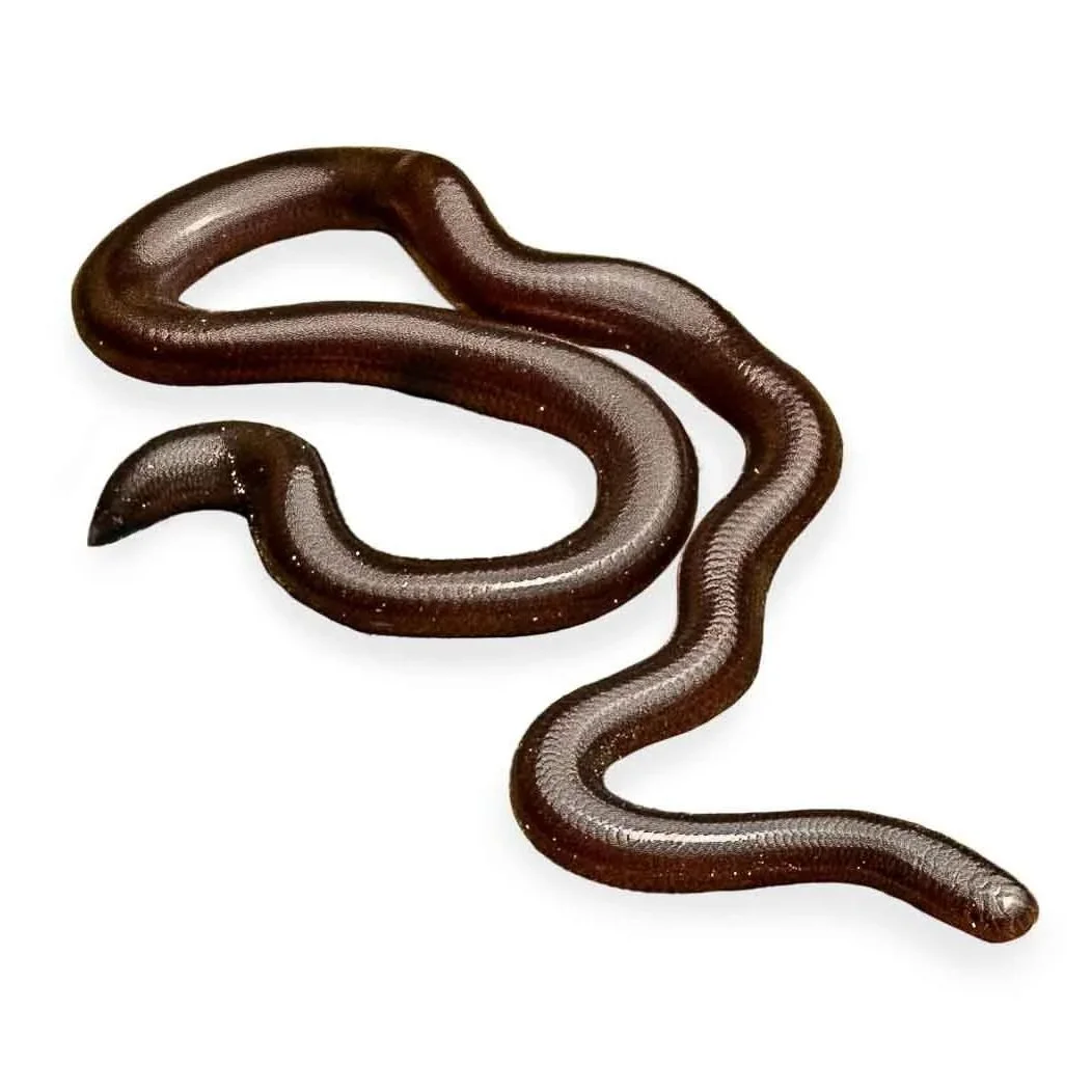 BLIND SNAKE - COMMON