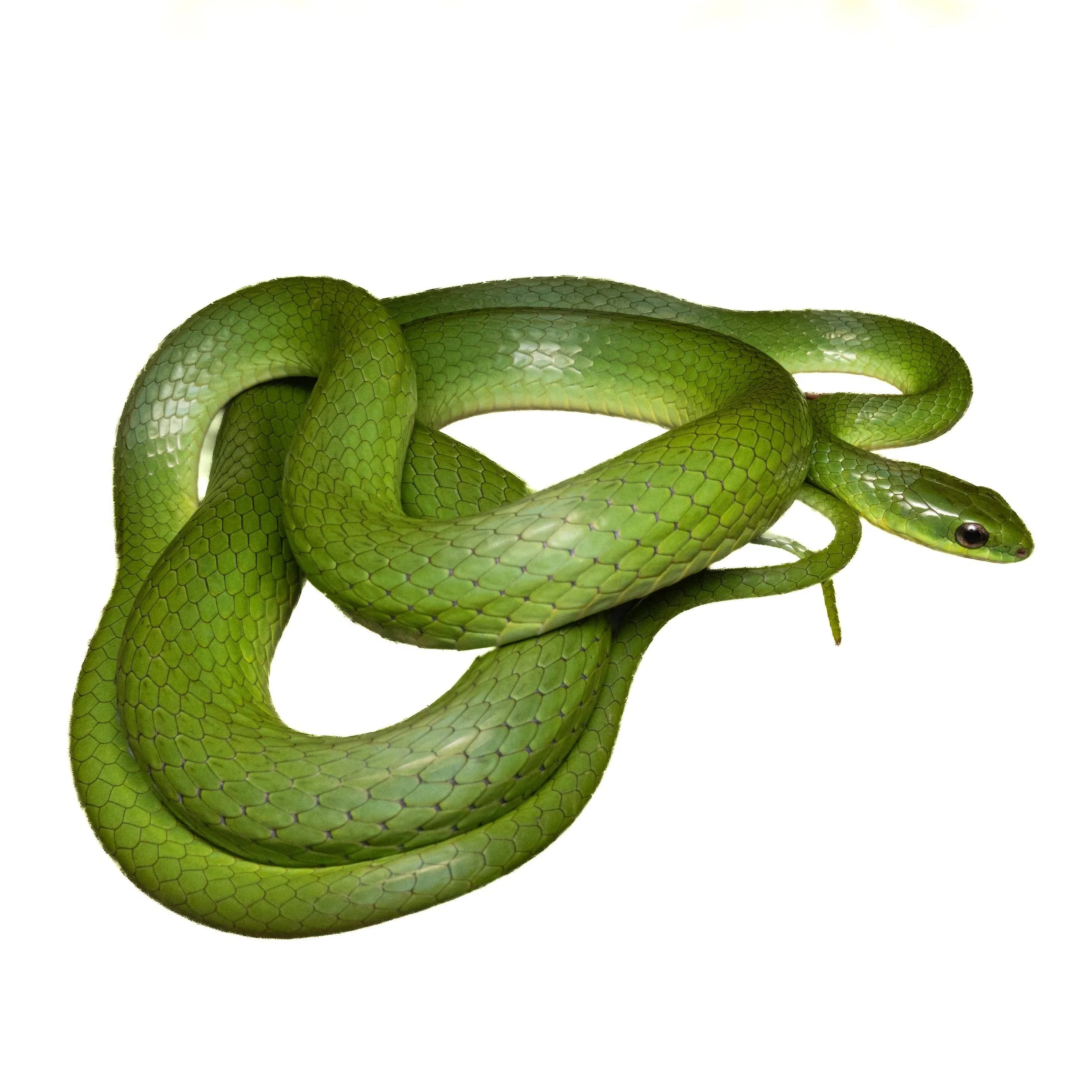 GREATER GREEN SNAKE