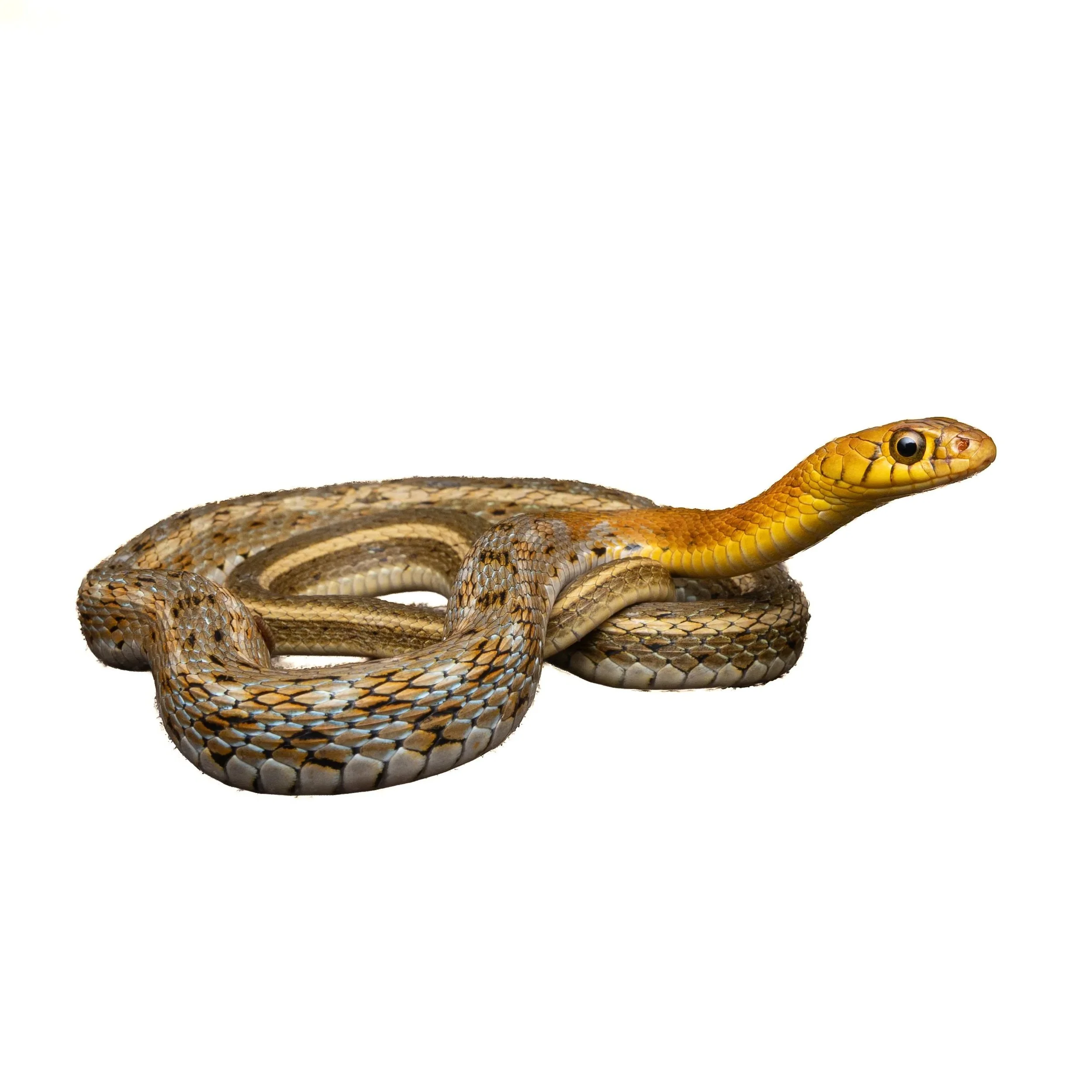 KEELBACK - BUFF-STRIPED