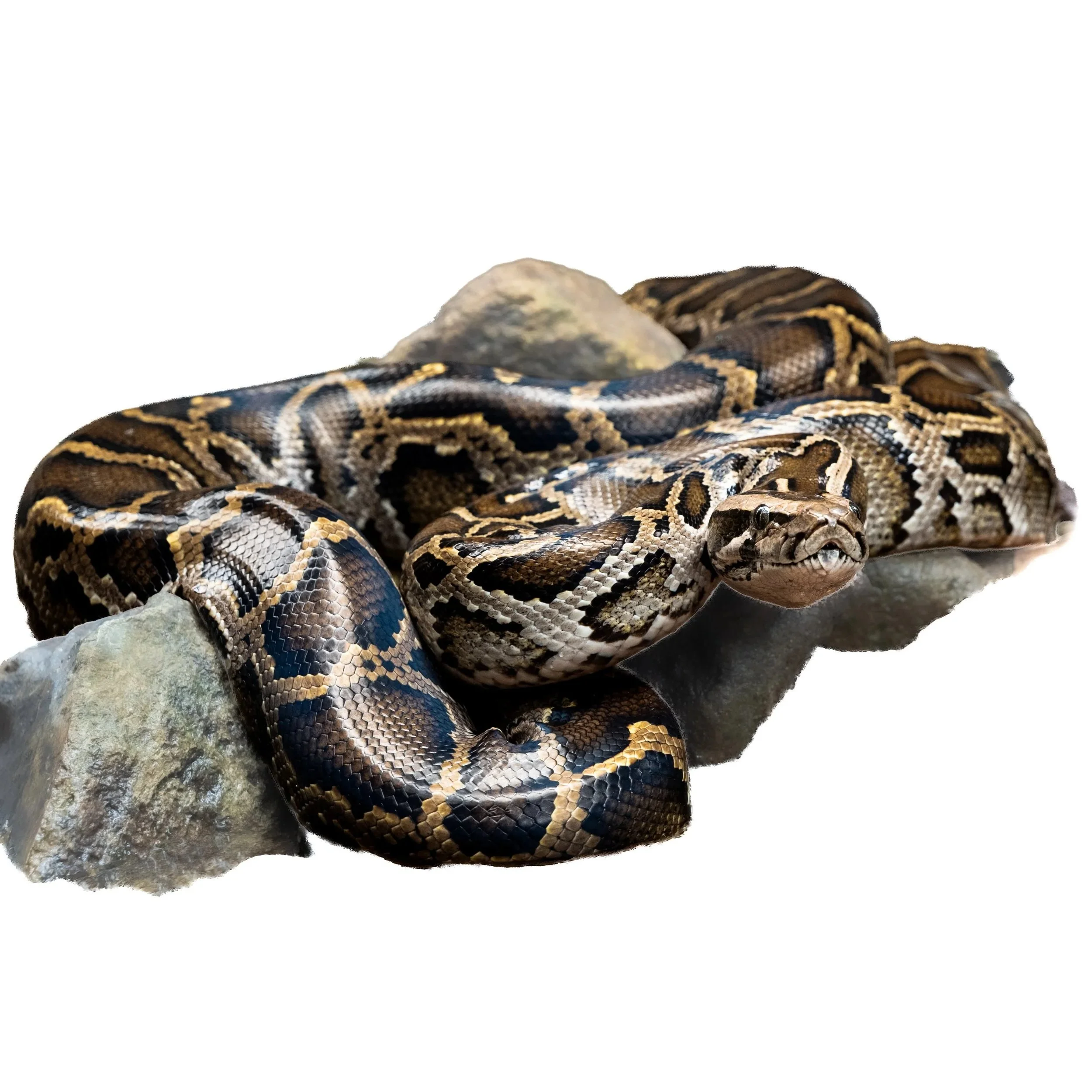 PYTHON - BURMESE