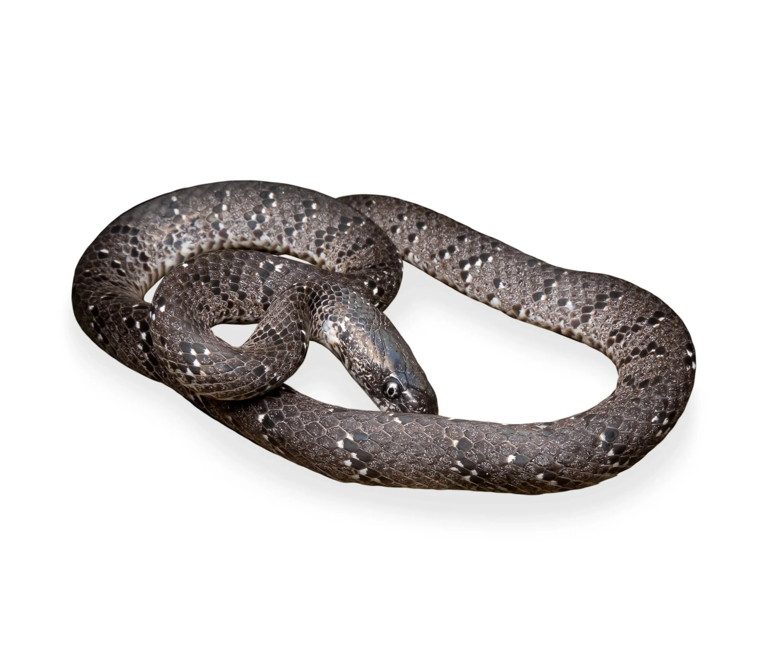 SLUG SNAKE - WHITE-SPOTTED