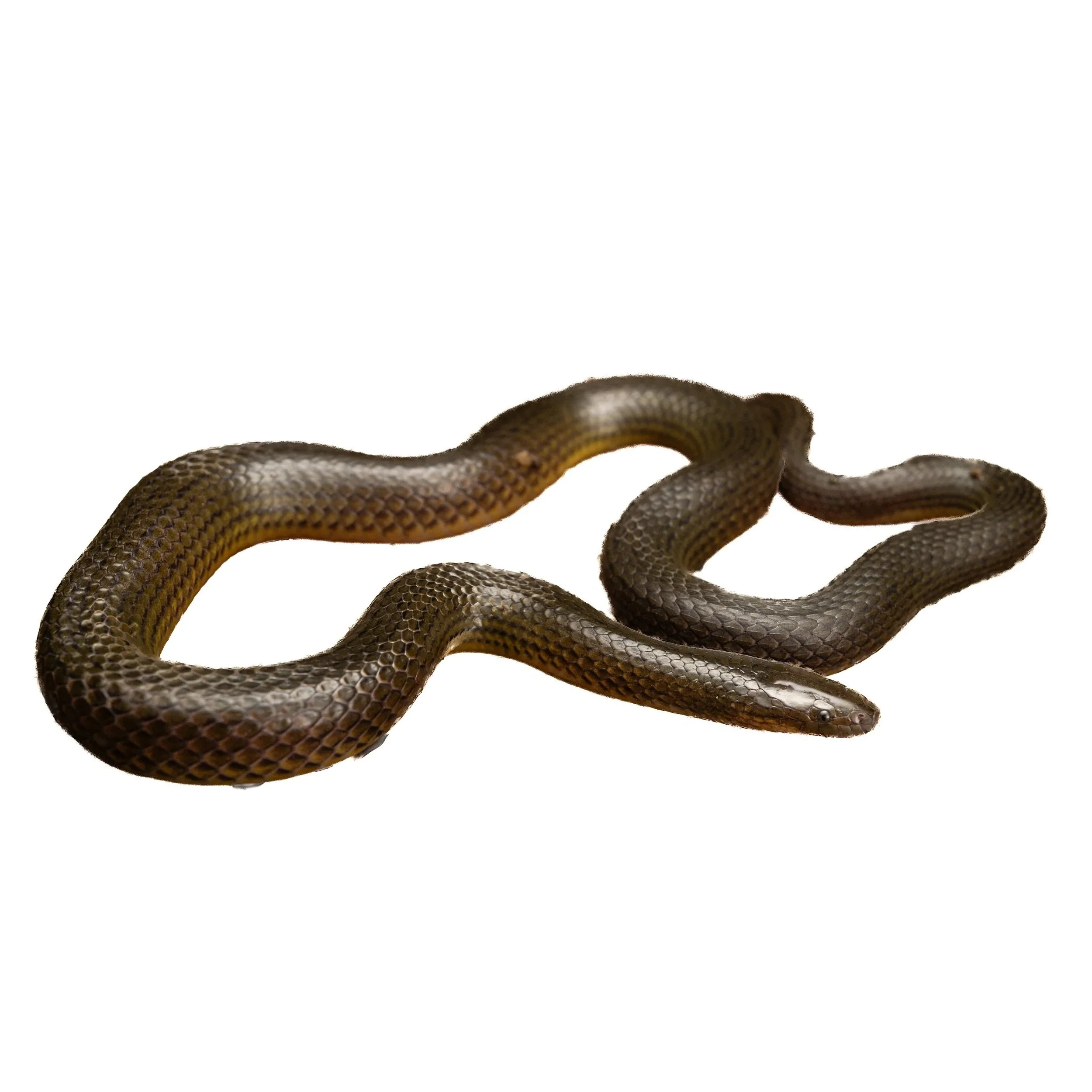 STREAM SNAKE - ANDERSON'S