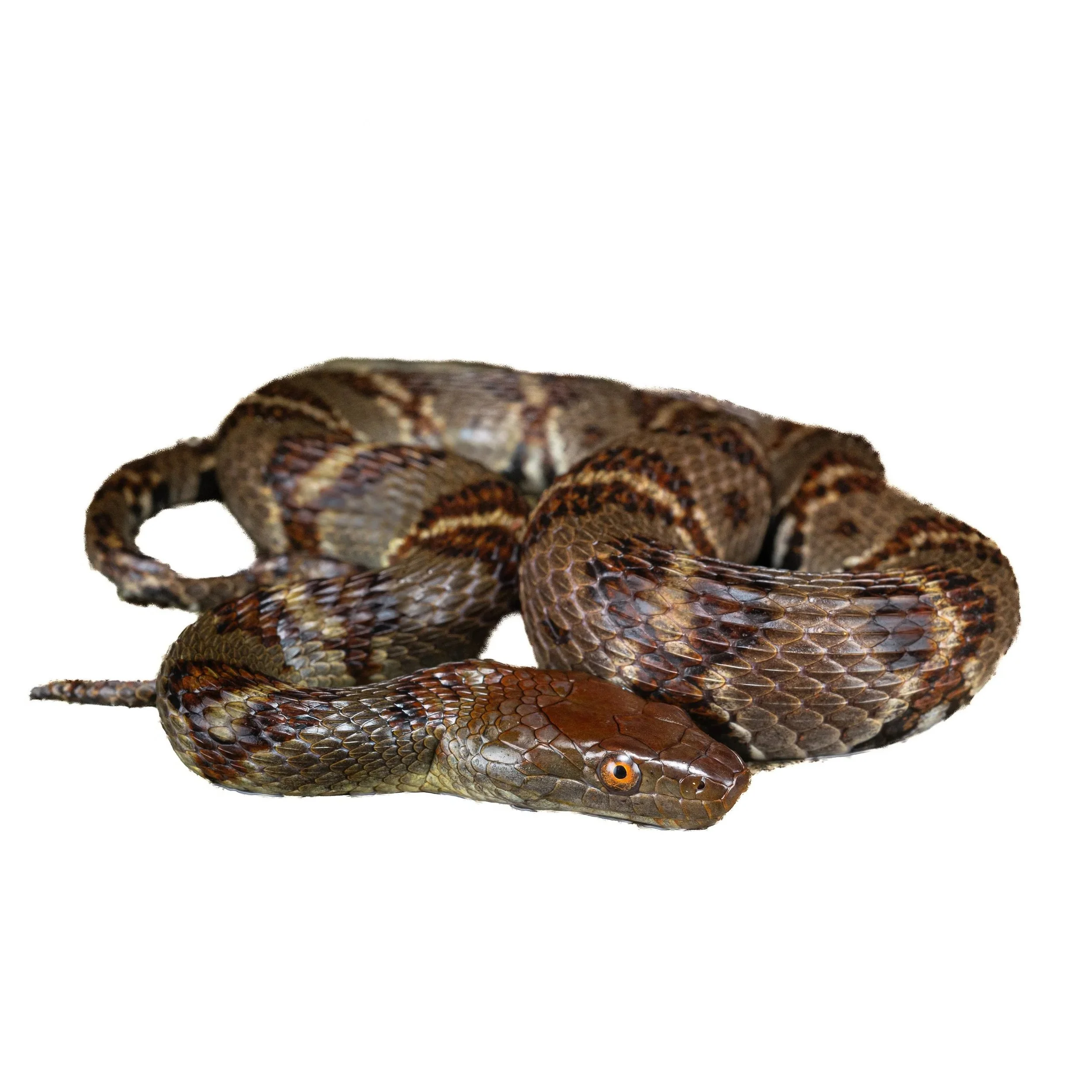 WATER SNAKE - DIAMONDBACKED