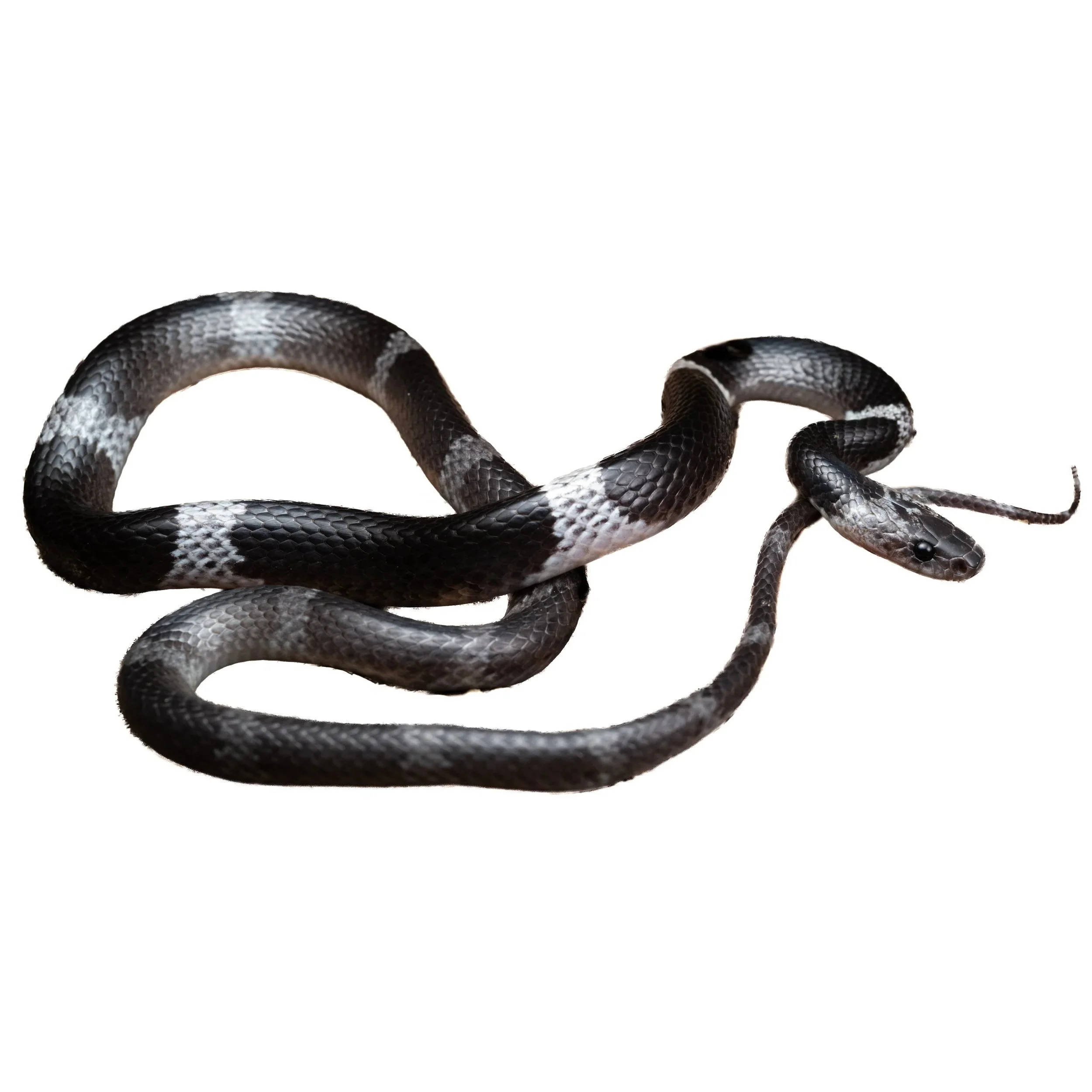 WOLF SNAKE - BANDED