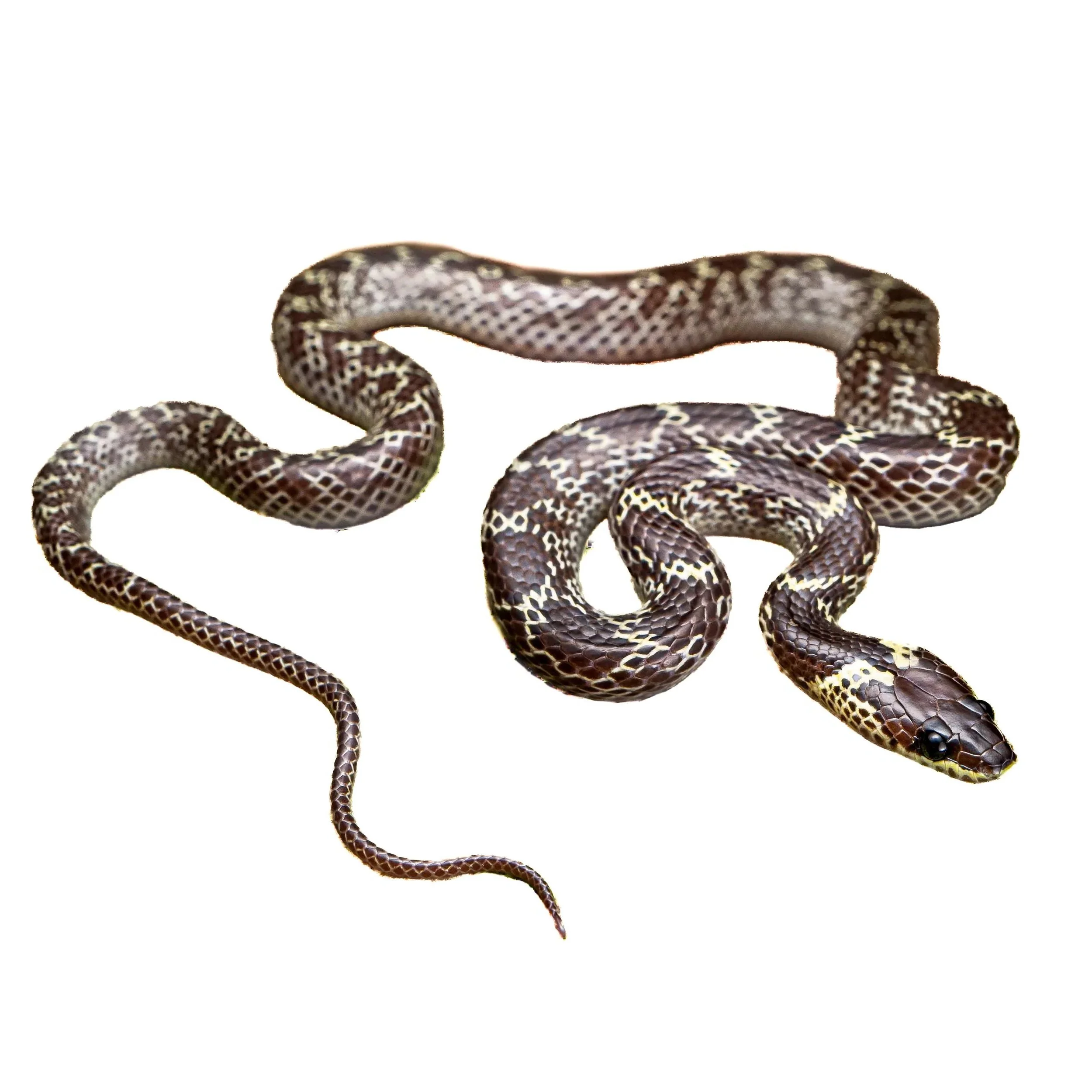 WOLF SNAKE - COMMON