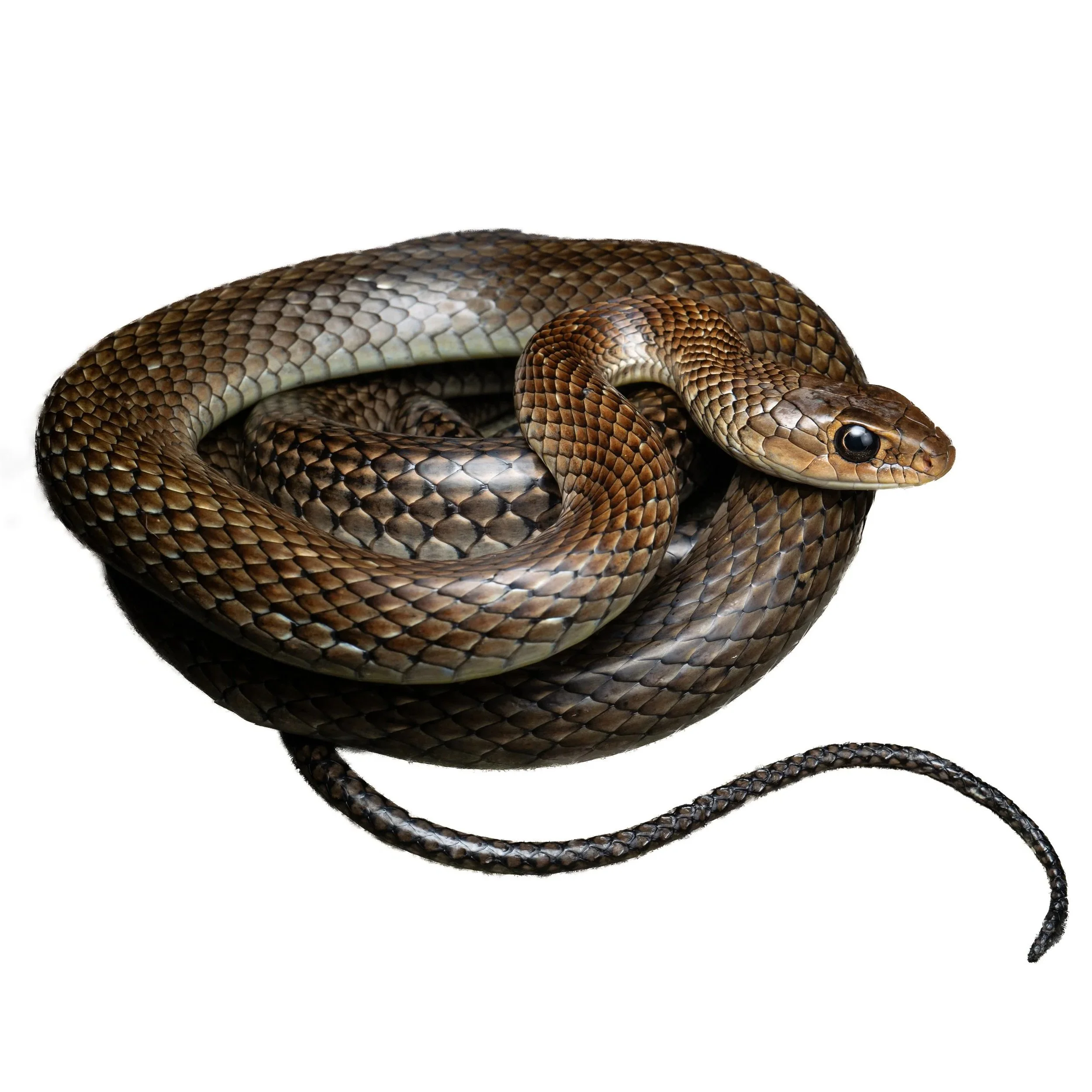 RAT SNAKE - INDO-CHINESE
