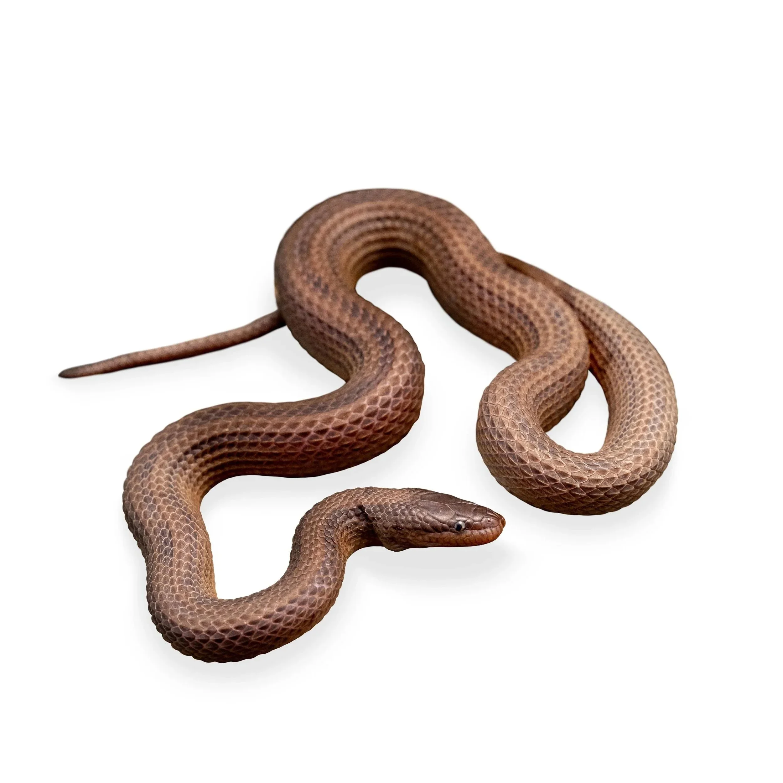 STREAM SNAKE - STRIPED