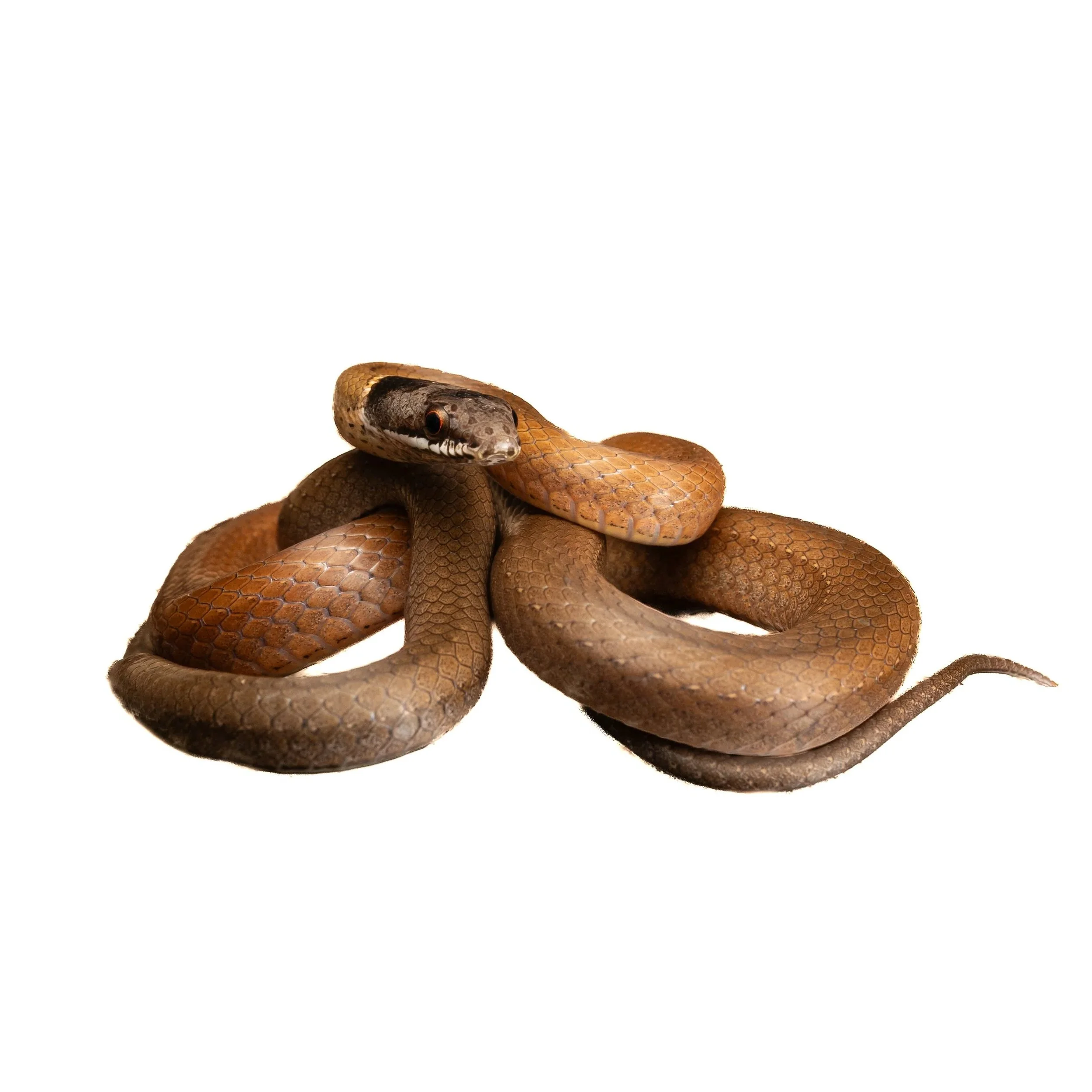 CHINESE MOUNTAIN SNAKE
