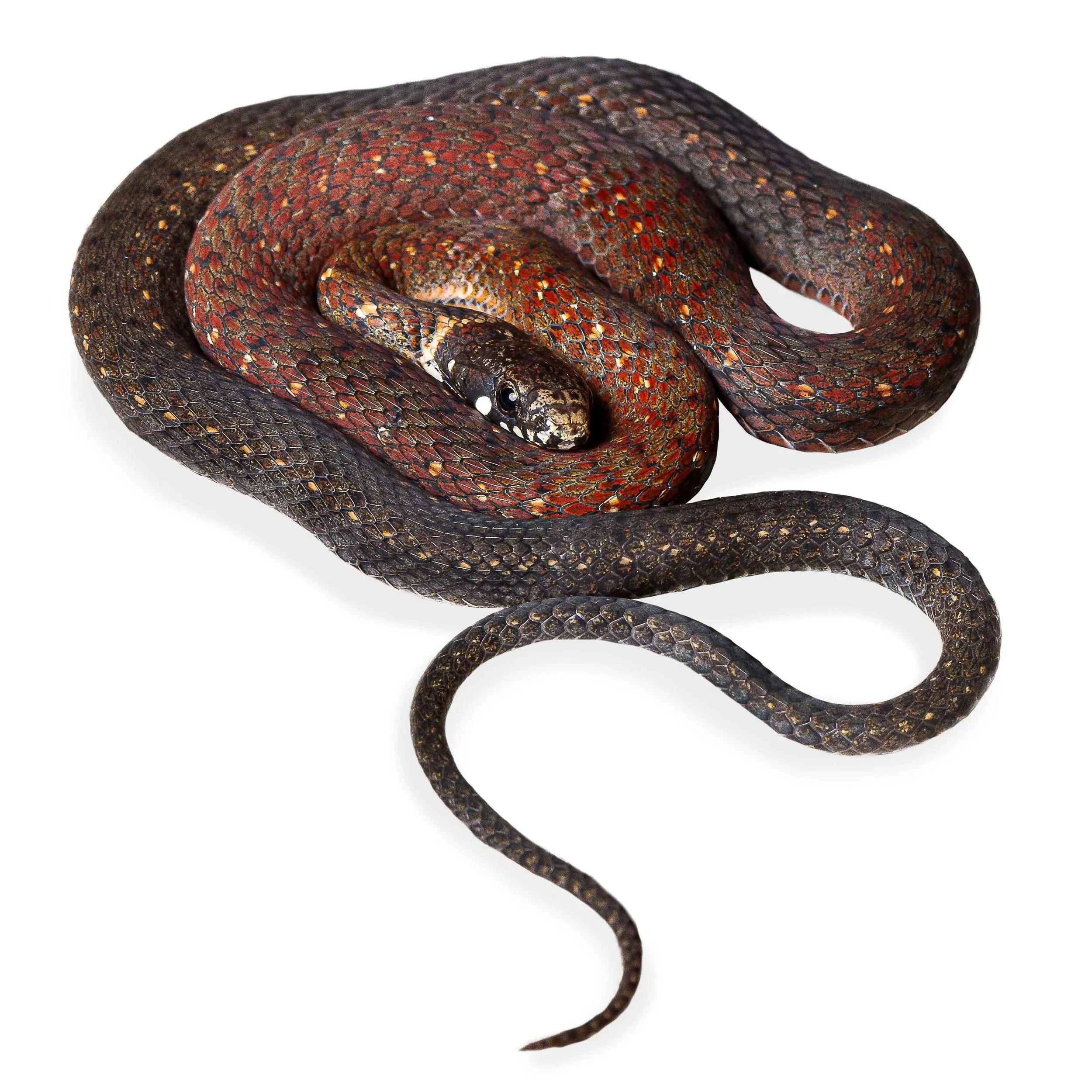 KEELBACK - MOUNTAIN