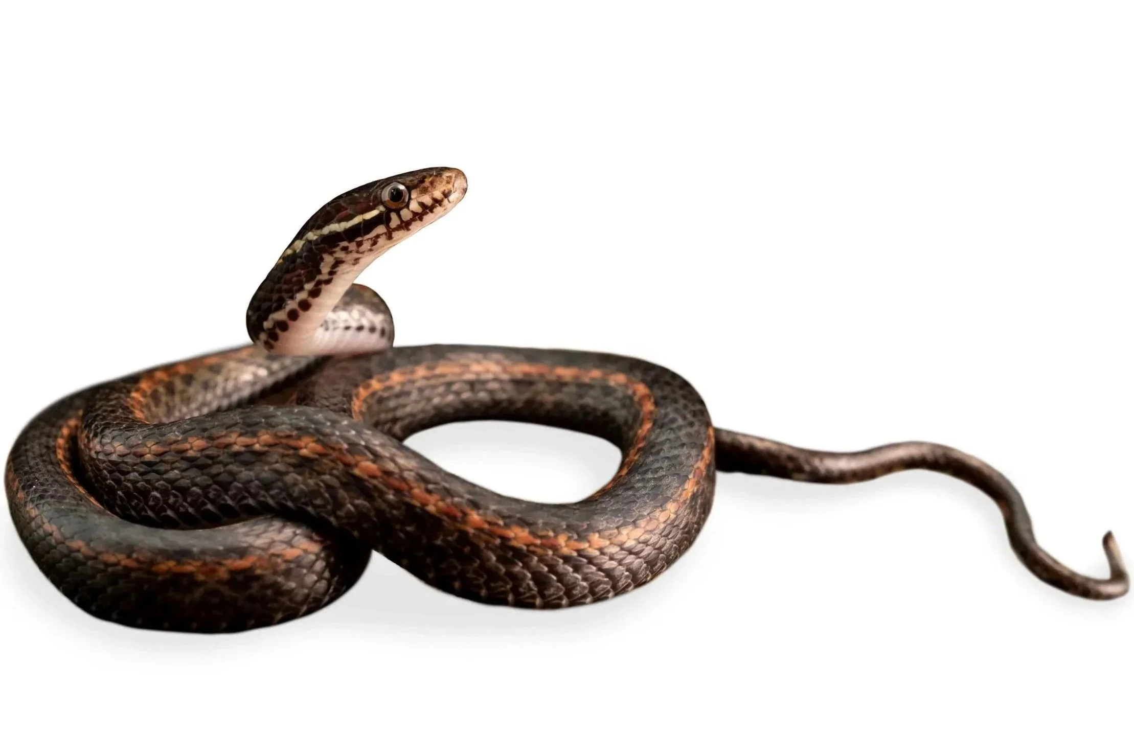 KEELBACK - WHITE-BROWED