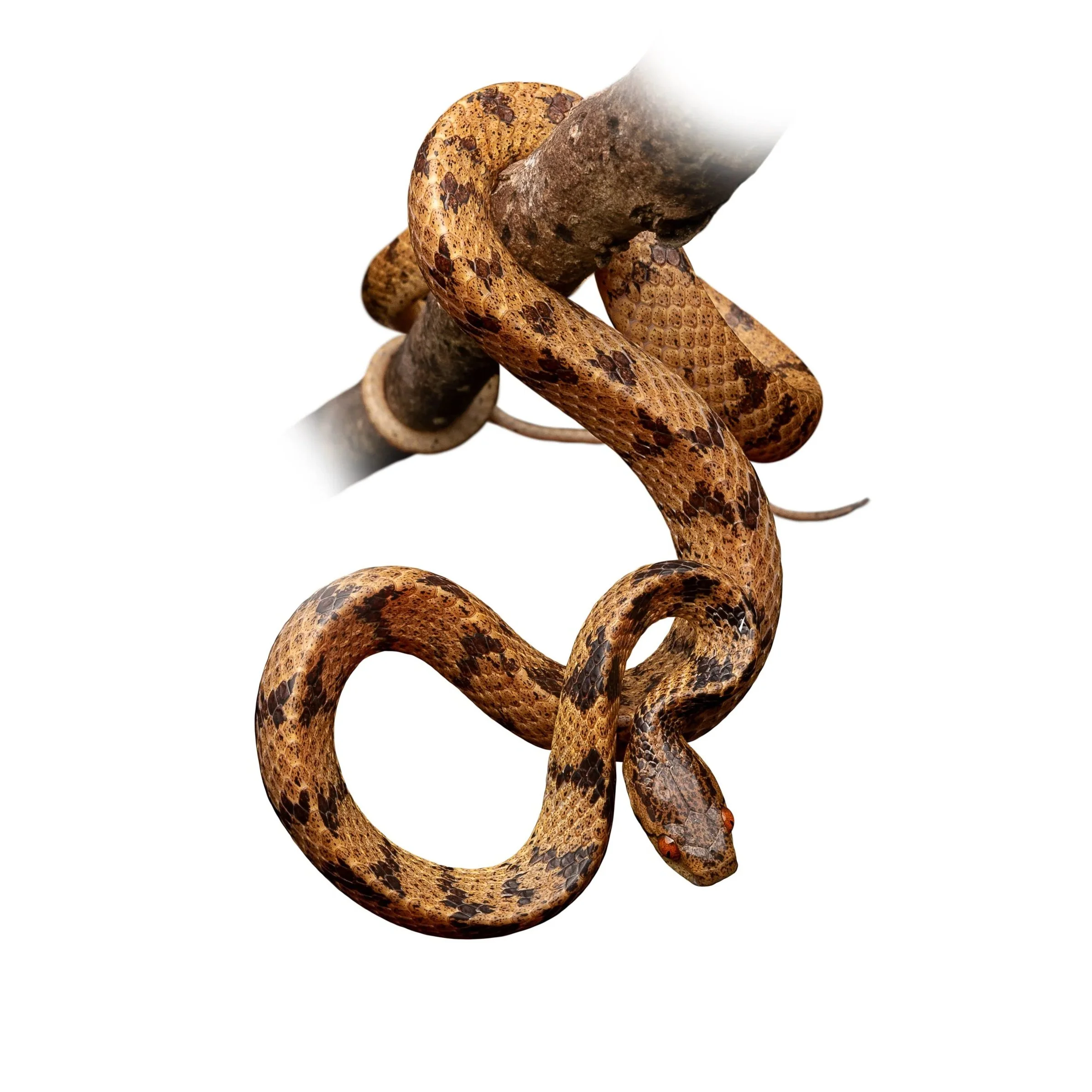 SLUG SNAKE - CHINESE