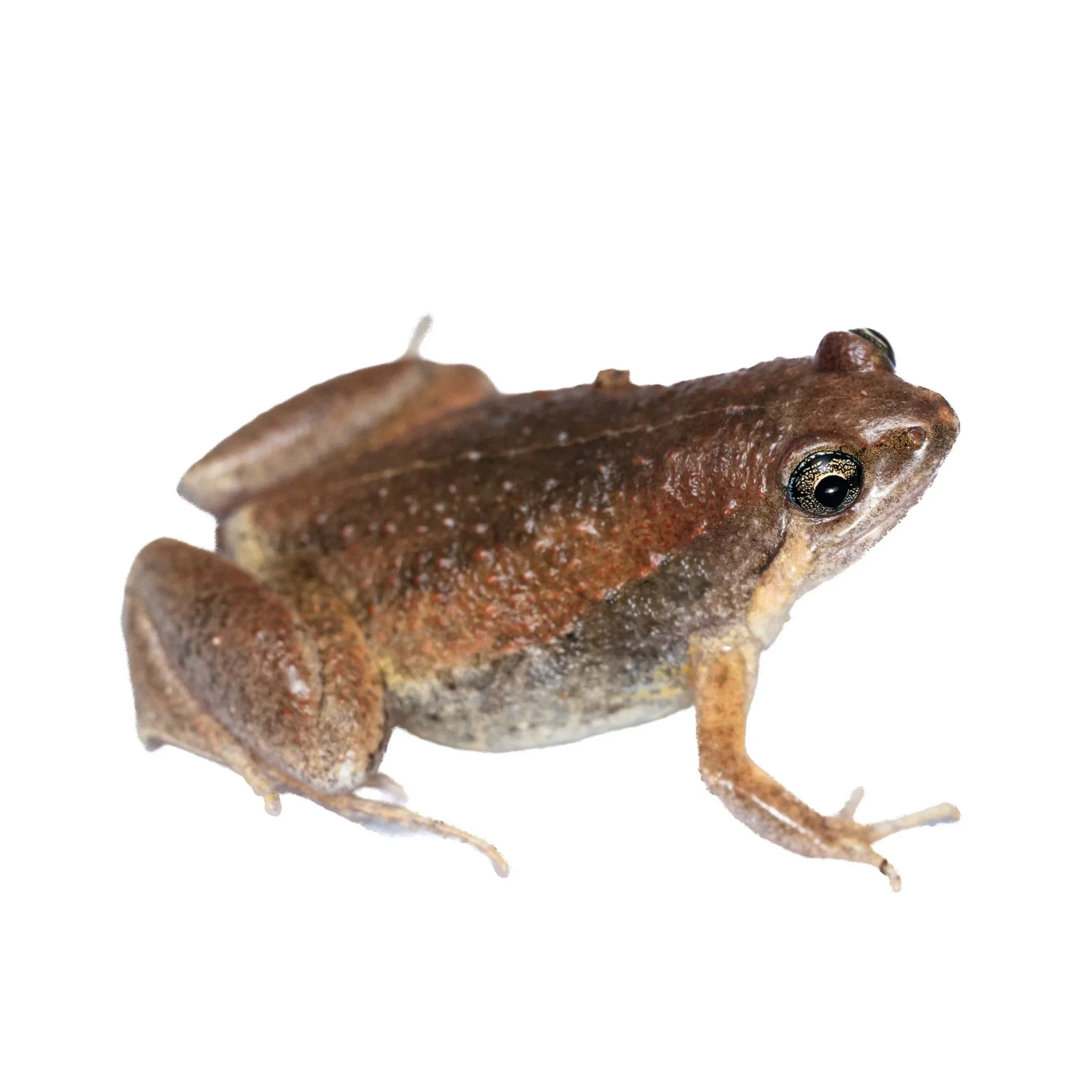 ORNATE PIGMY FROG