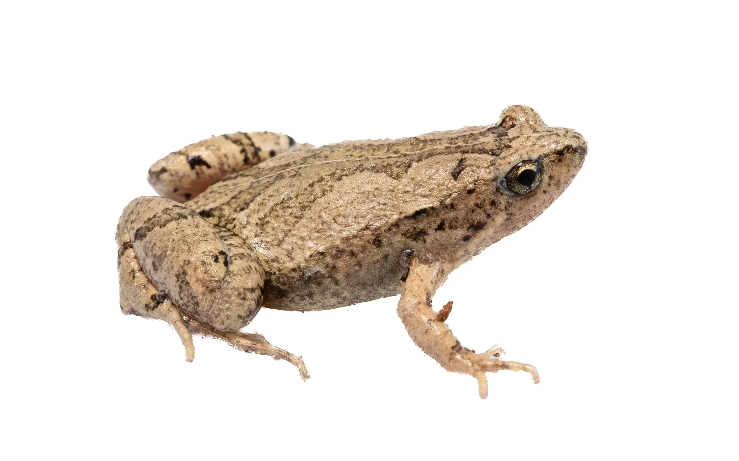 Ornate Pigmy Frog - Microhyla fissipes