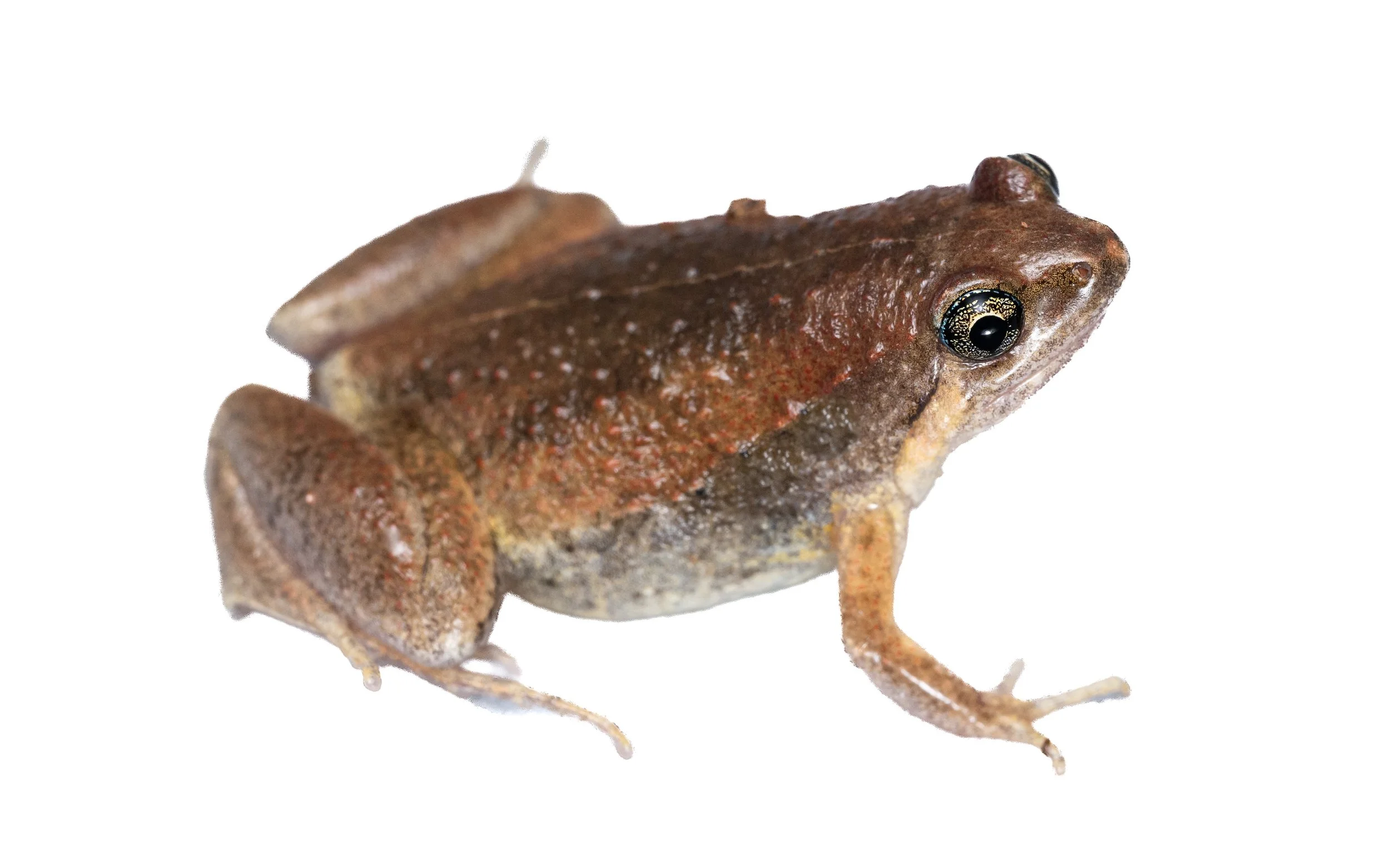 Ornate Pigmy Frog - Microhyla fissipes