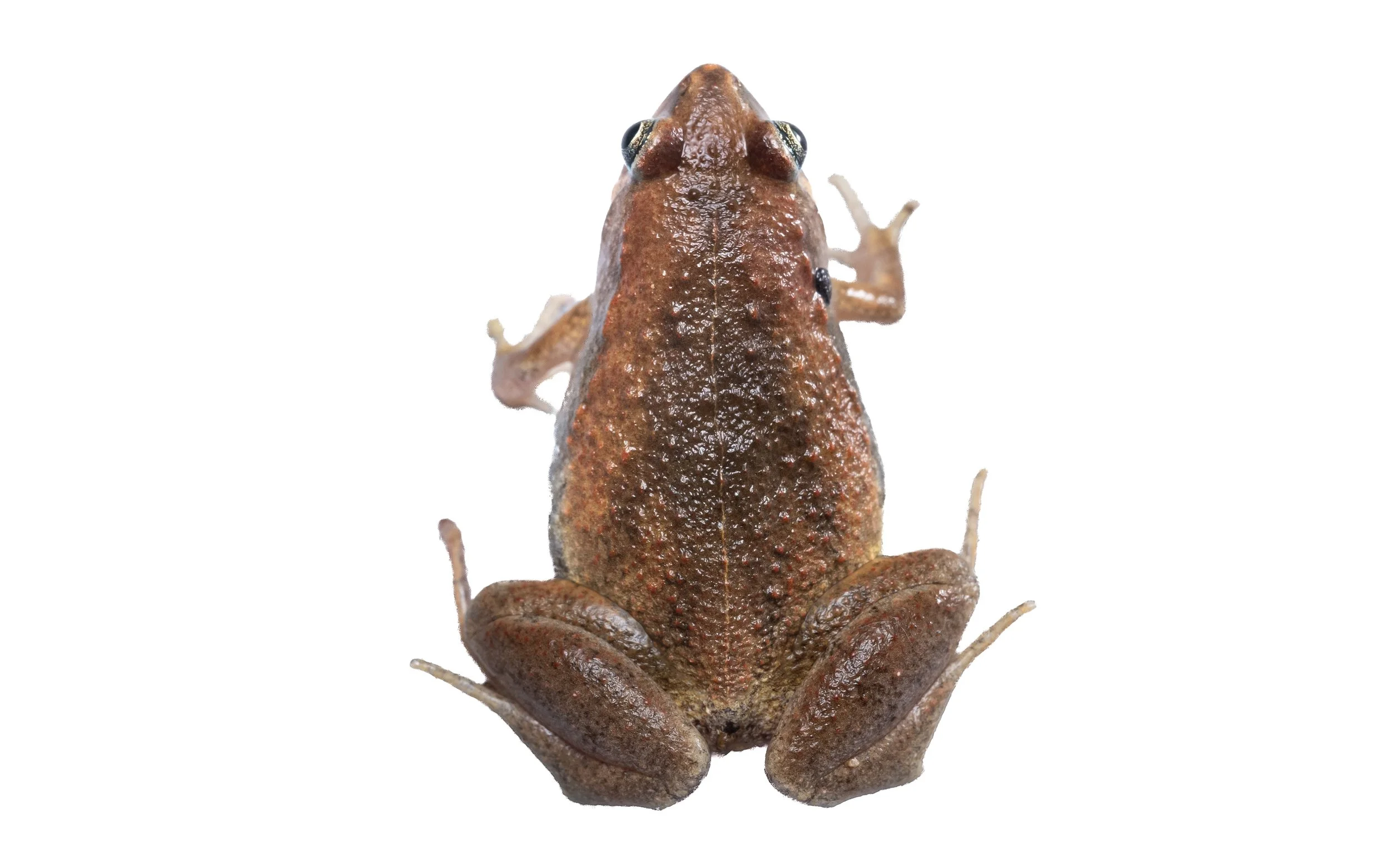 Ornate Pigmy Frog - Microhyla fissipes