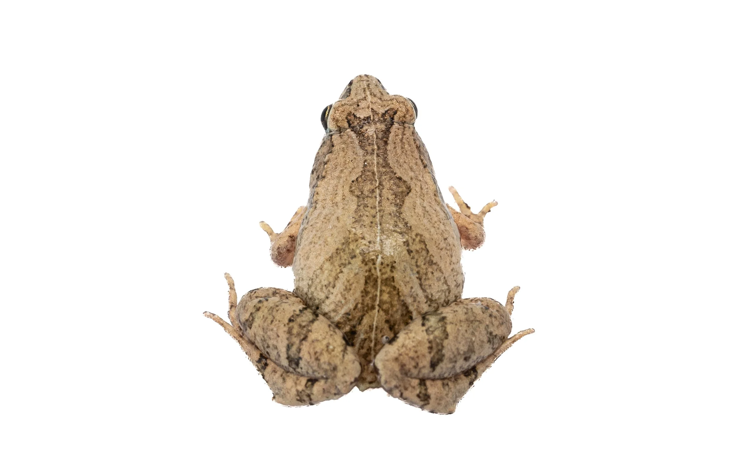 Ornate Pigmy Frog - Microhyla fissipes