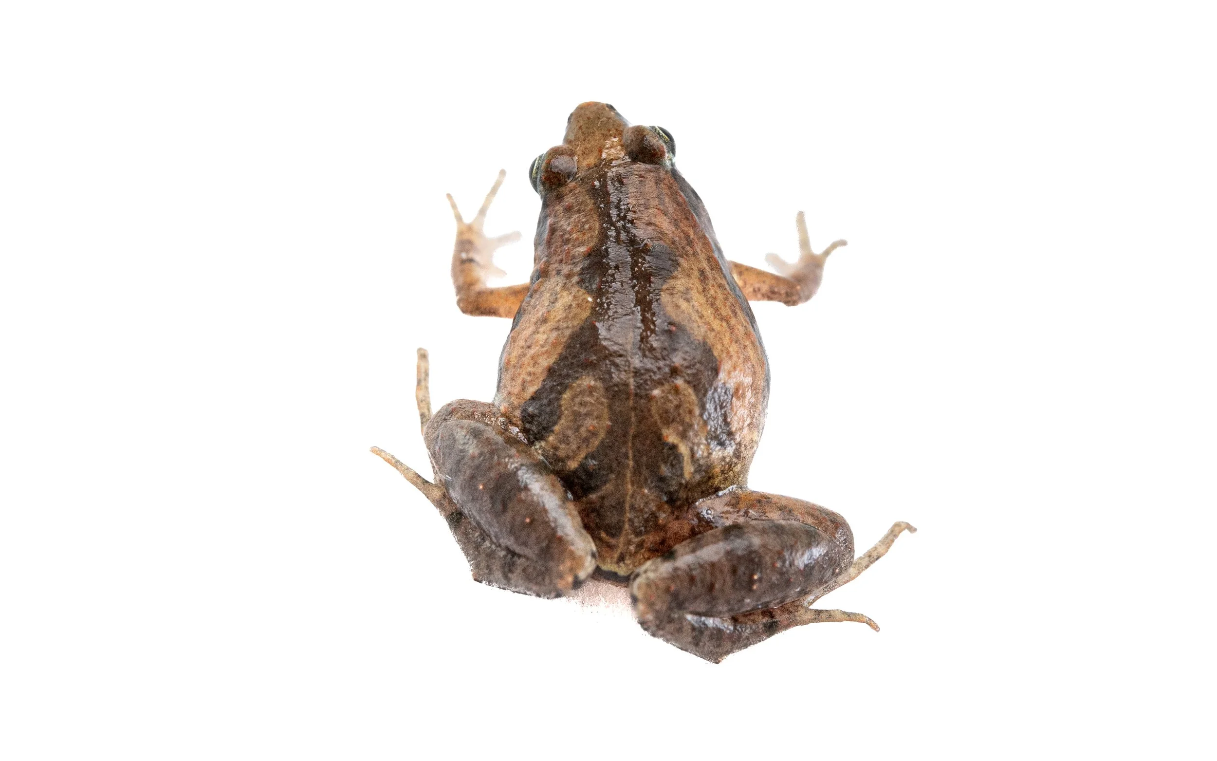 Ornate Pigmy Frog - Microhyla fissipes