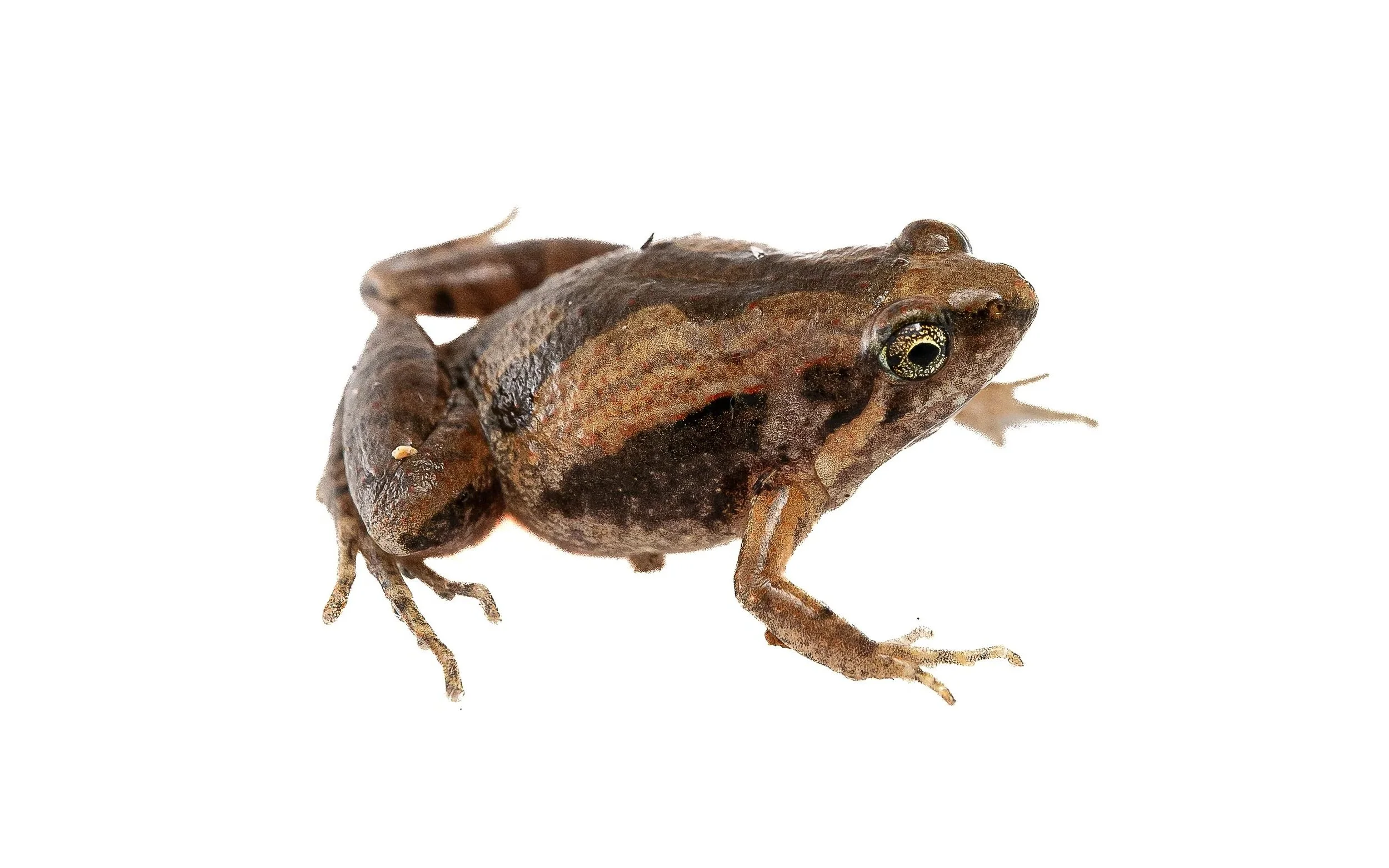 Ornate Pigmy Frog - Microhyla fissipes