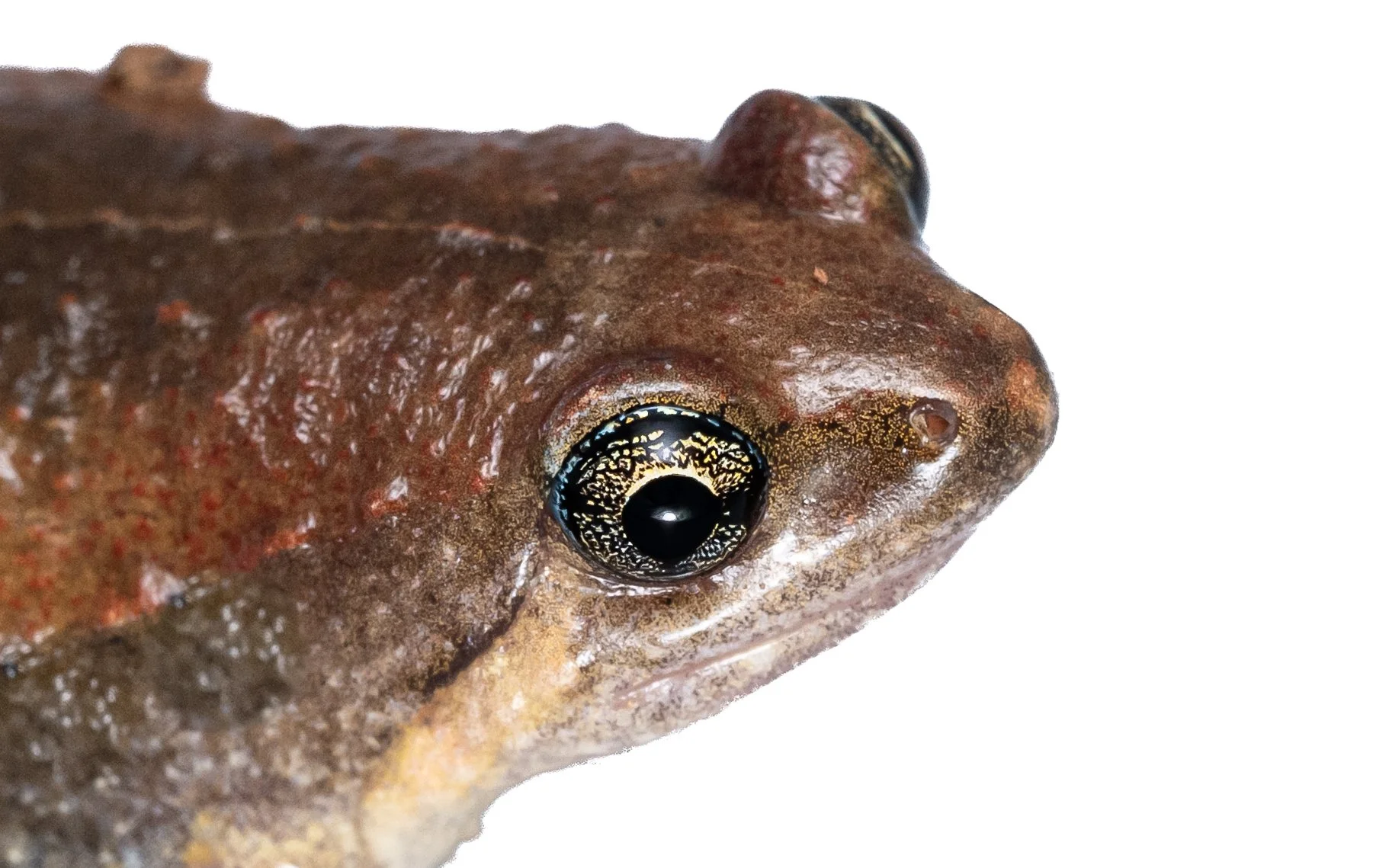 Ornate Pigmy Frog - Microhyla fissipes