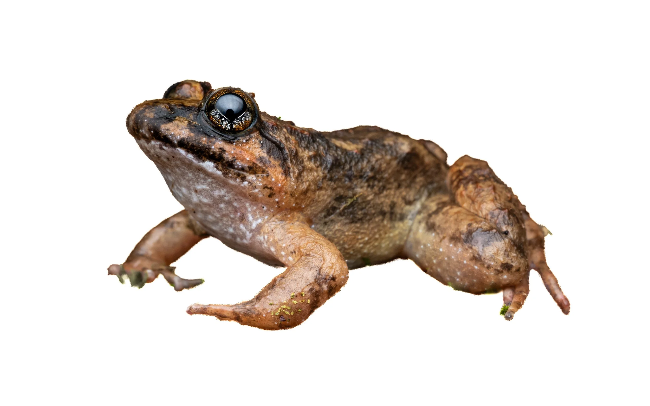 Big-headed frog - Limnonectes fujianensis
