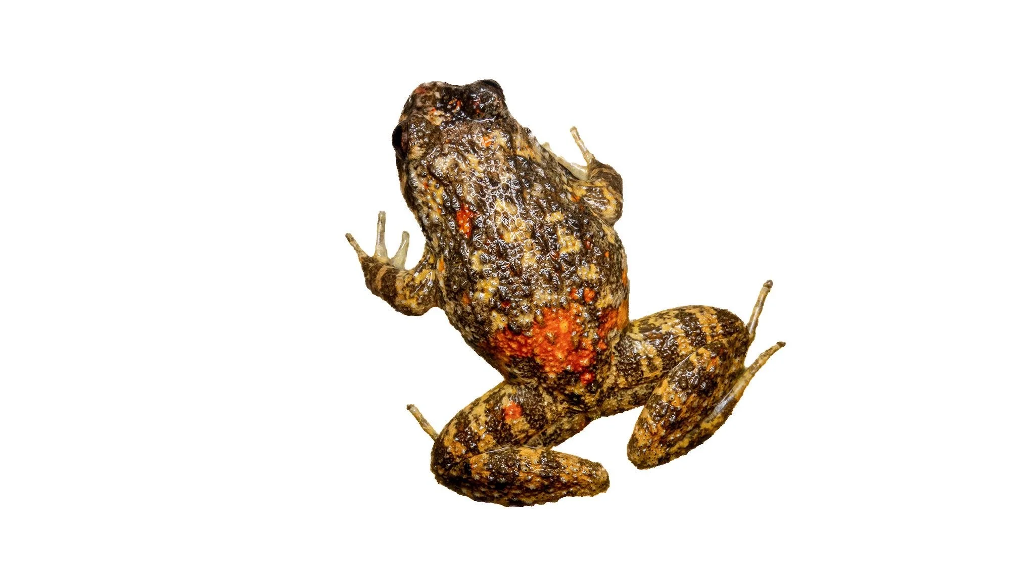 Lesser-spiny frog - Quasipaa exsilispinosa
