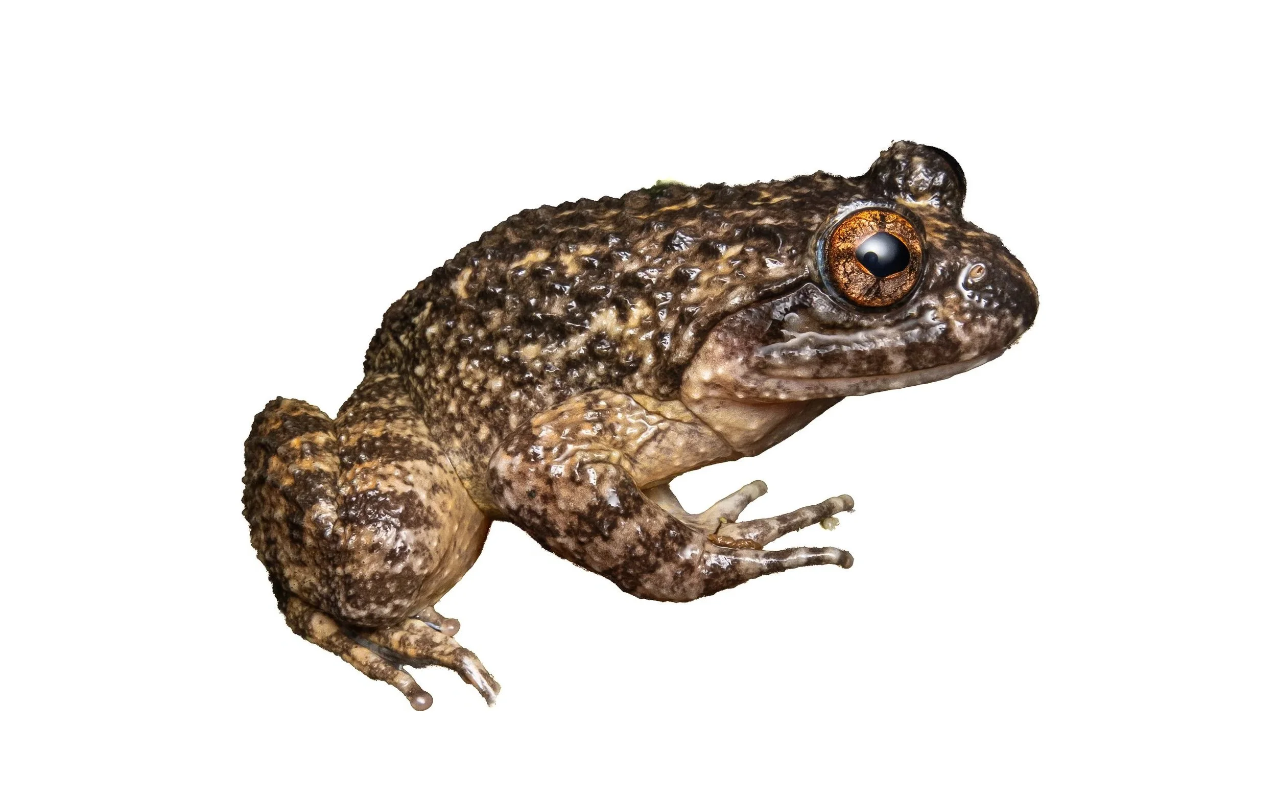 Lesser-spiny frog - Quasipaa exsilispinosa