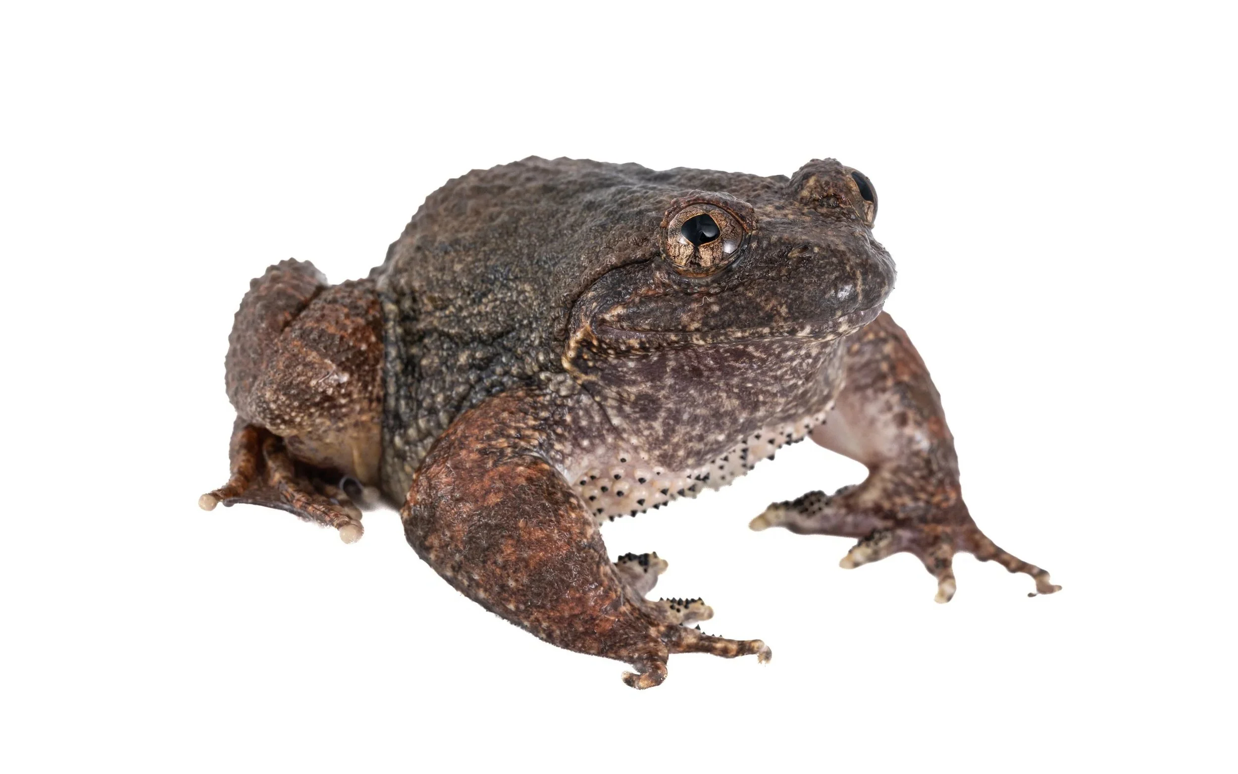 Lesser-spiny frog - Quasipaa exsilispinosa