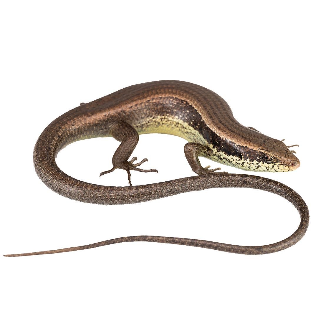LONG-TAILED SKINK