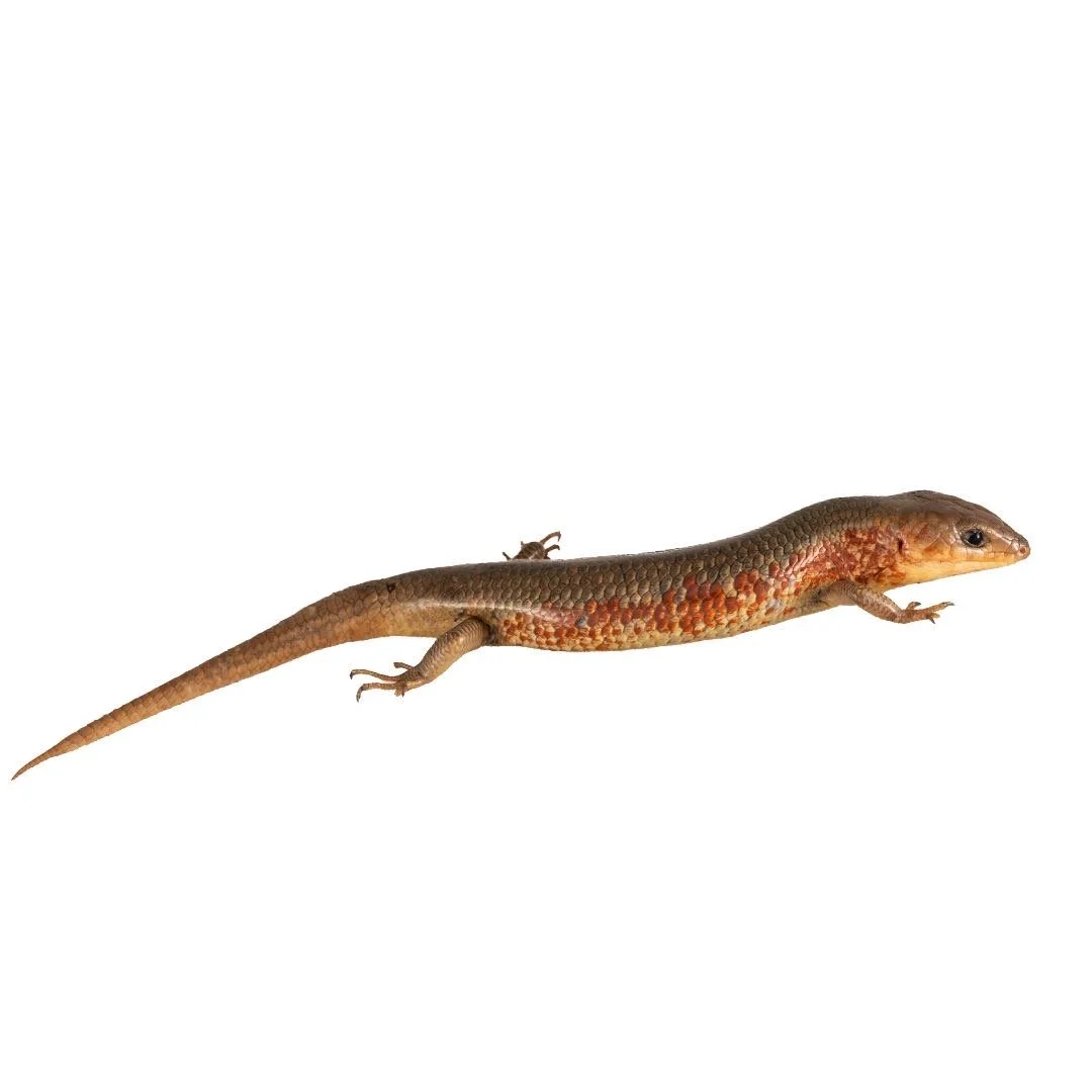 CHINESE SKINK