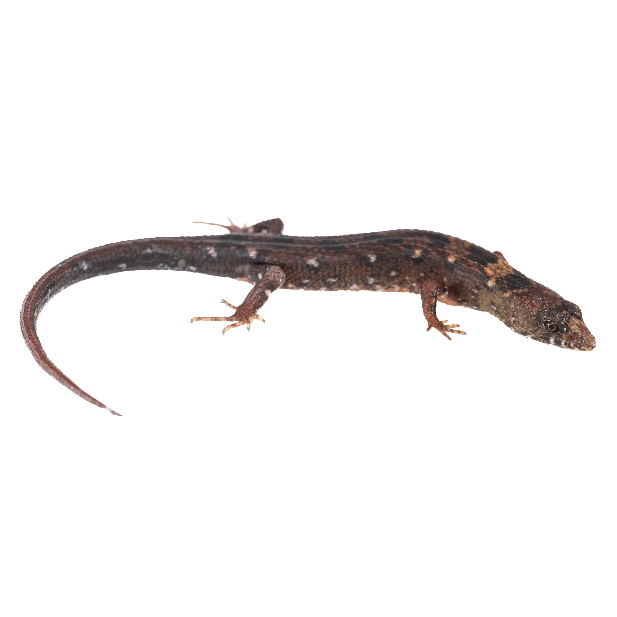 CHINESE WATER-SIDE SKINK