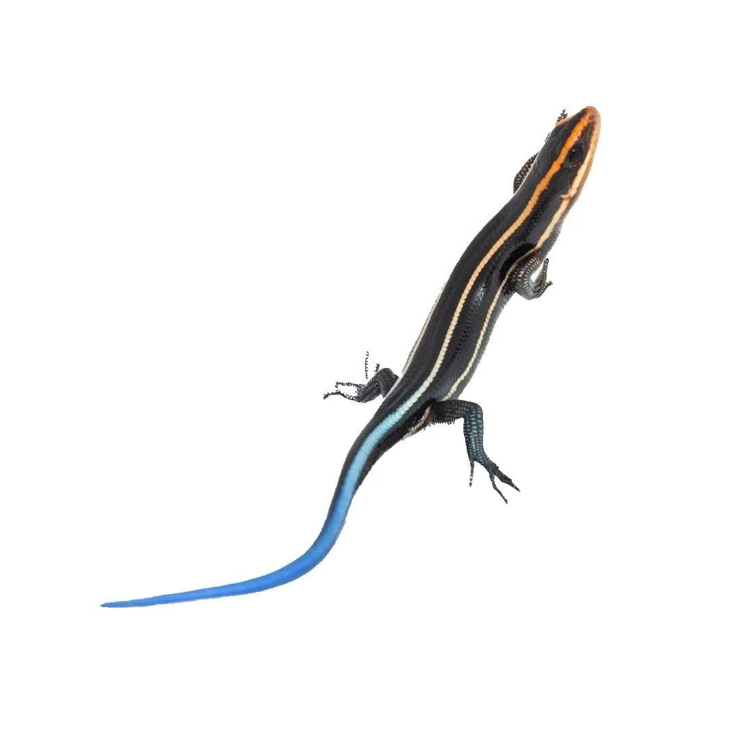 FOUR-LINED BLUE-TAILED SKINK
