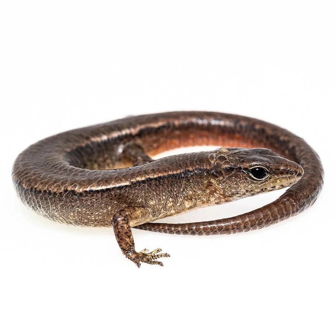 SLENDER FOREST SKINK
